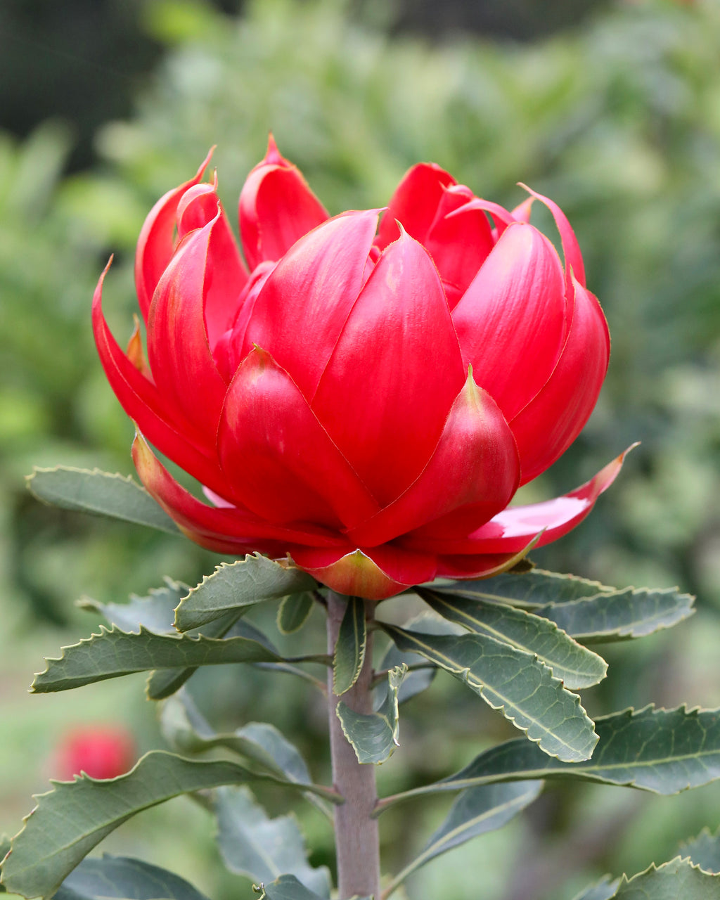 Telopea Enchanted Rose