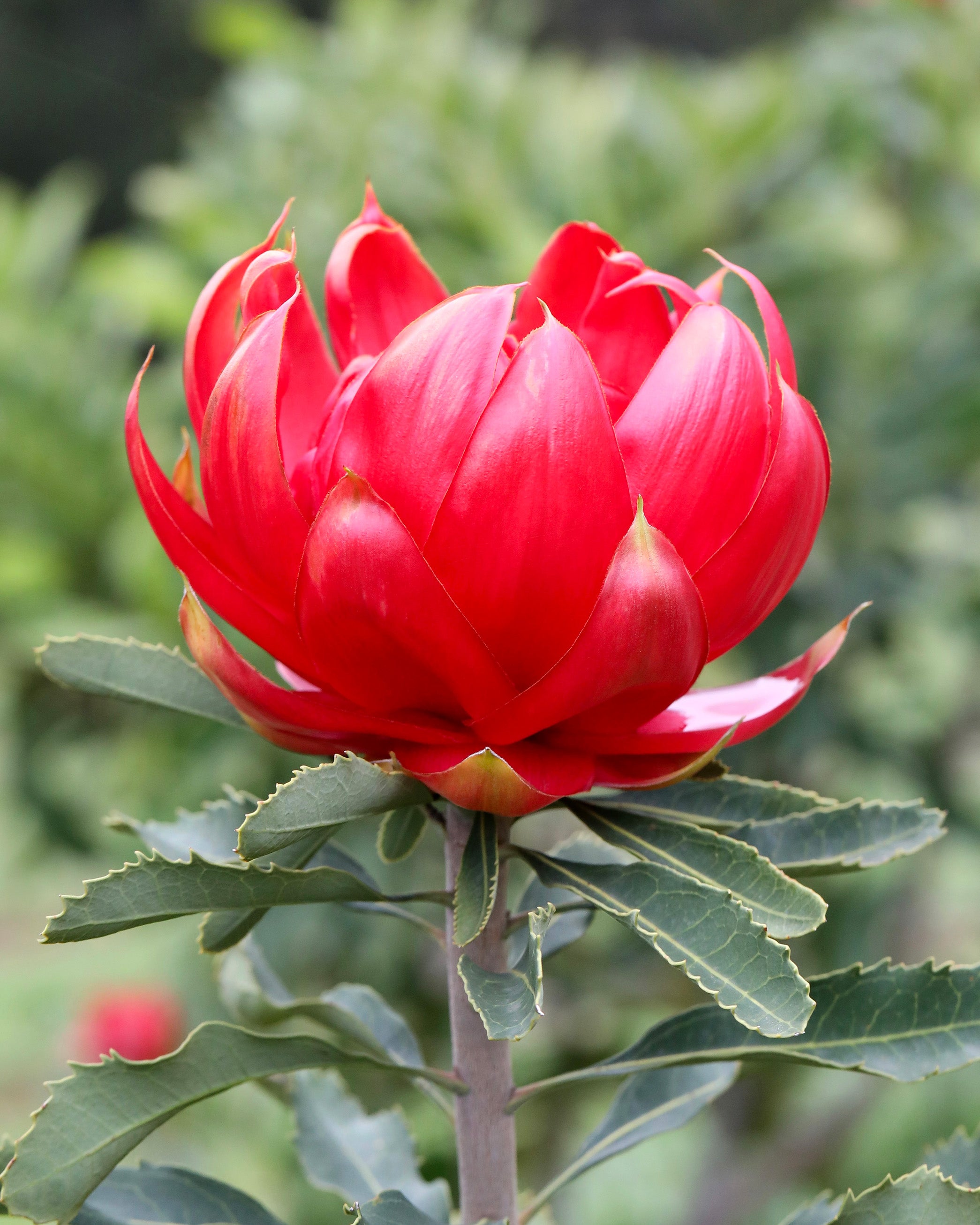 Telopea Enchanted Rose