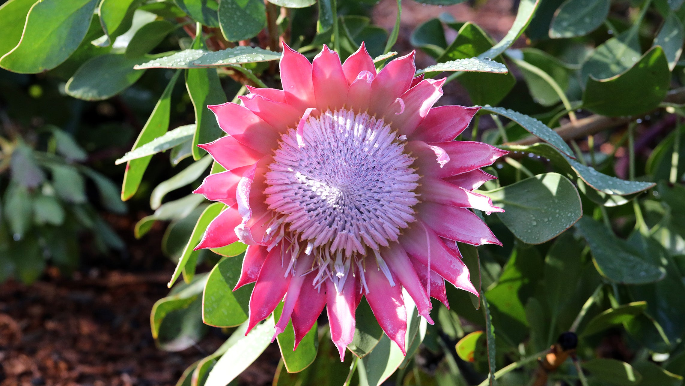 King Pink Protea