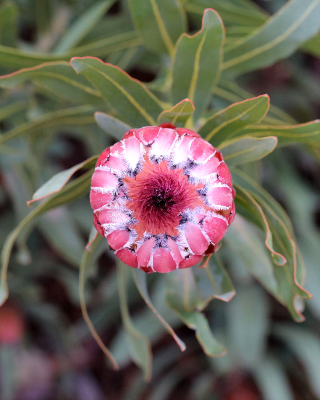 Protea Frosted Fire
