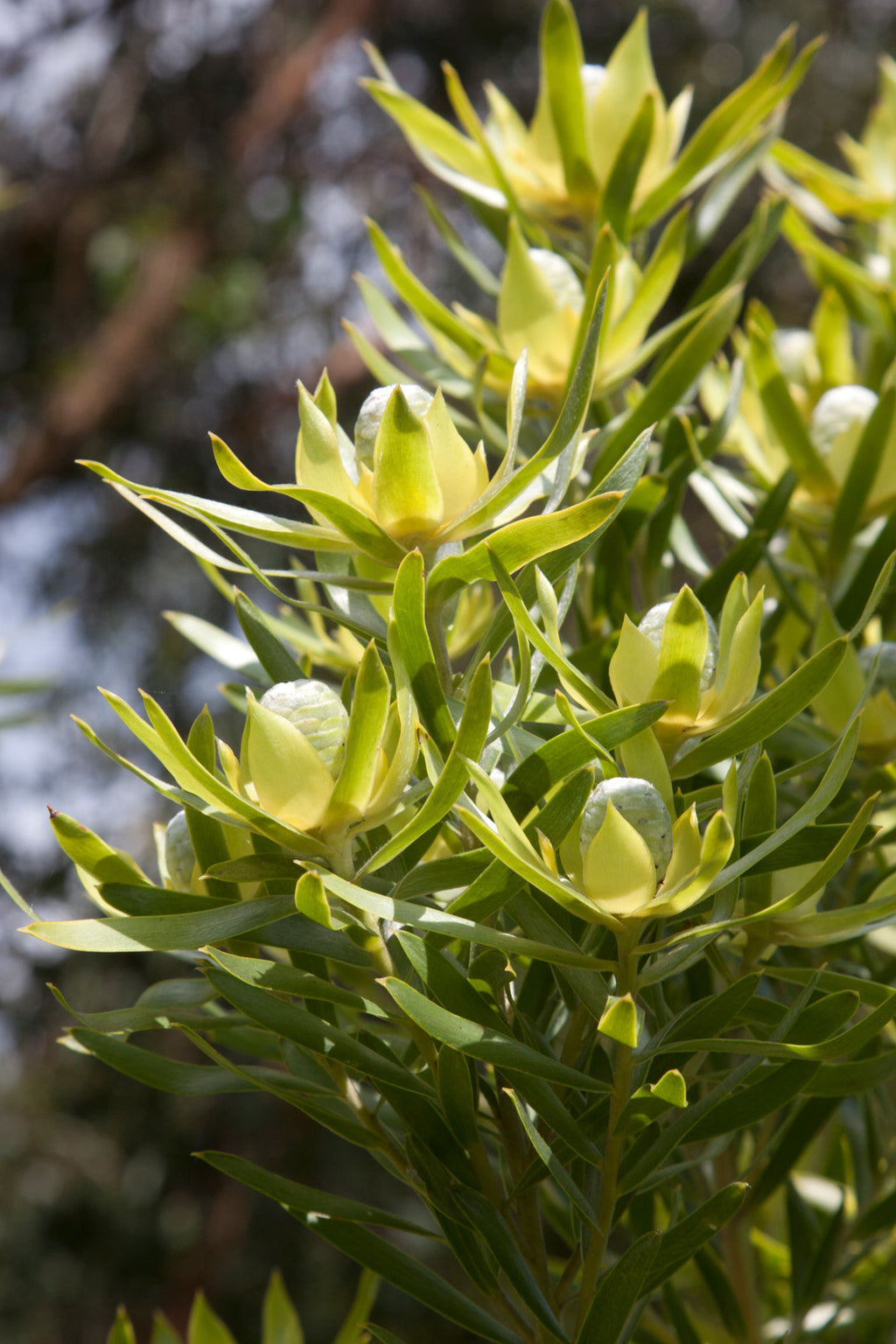 Leucadendron Gypsy Silver