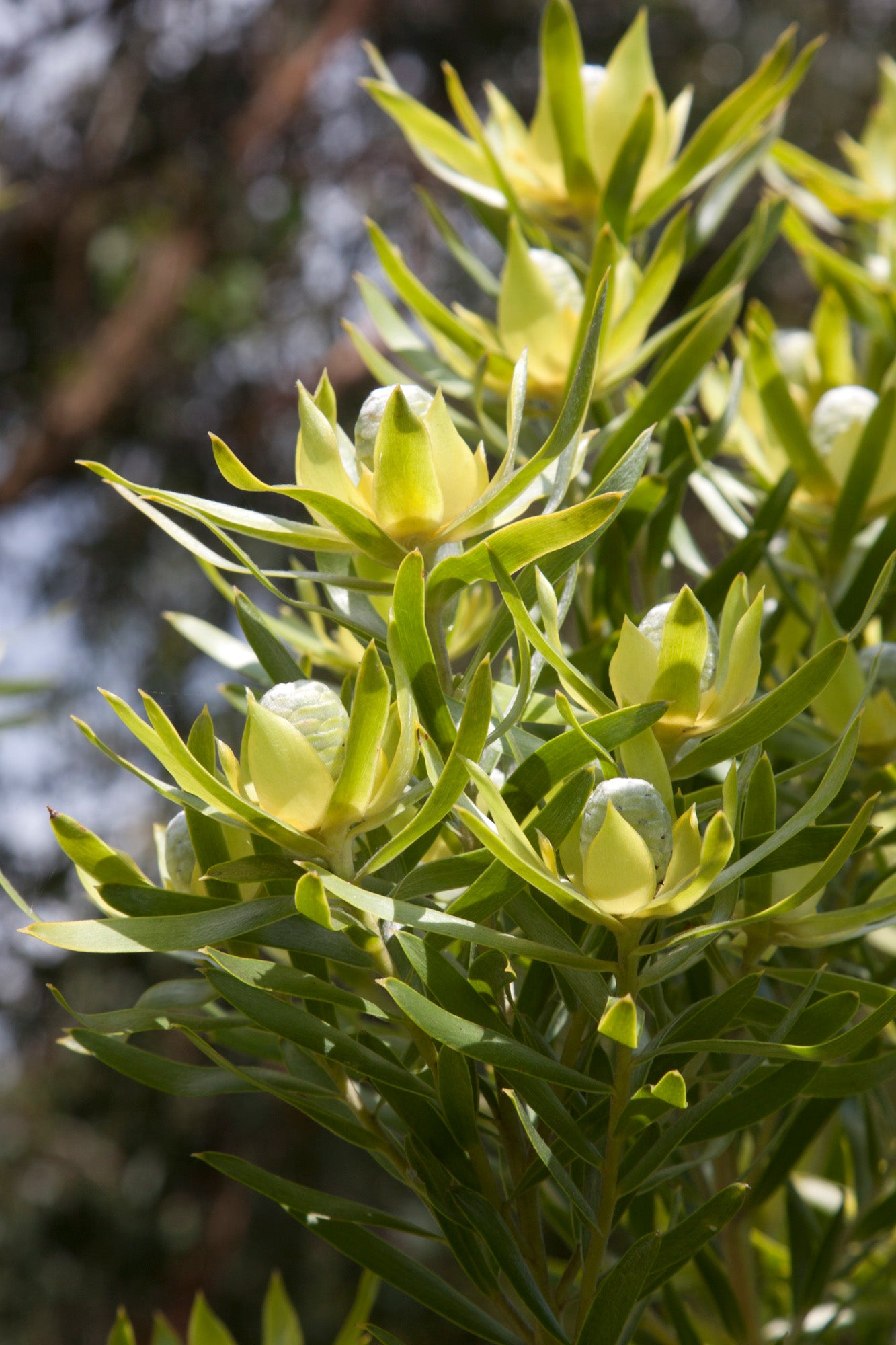 Leucadendron Gypsy Silver