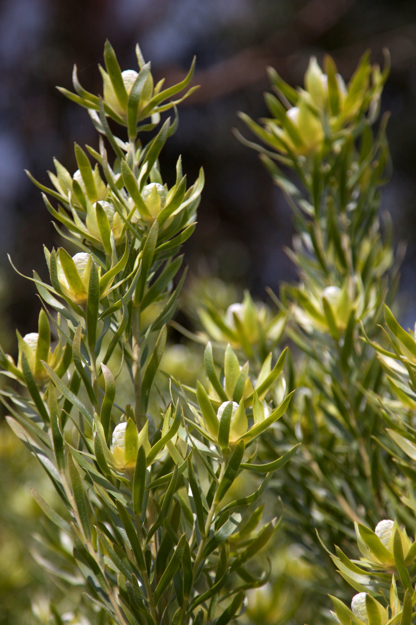 Leucadendron Gypsy Silver