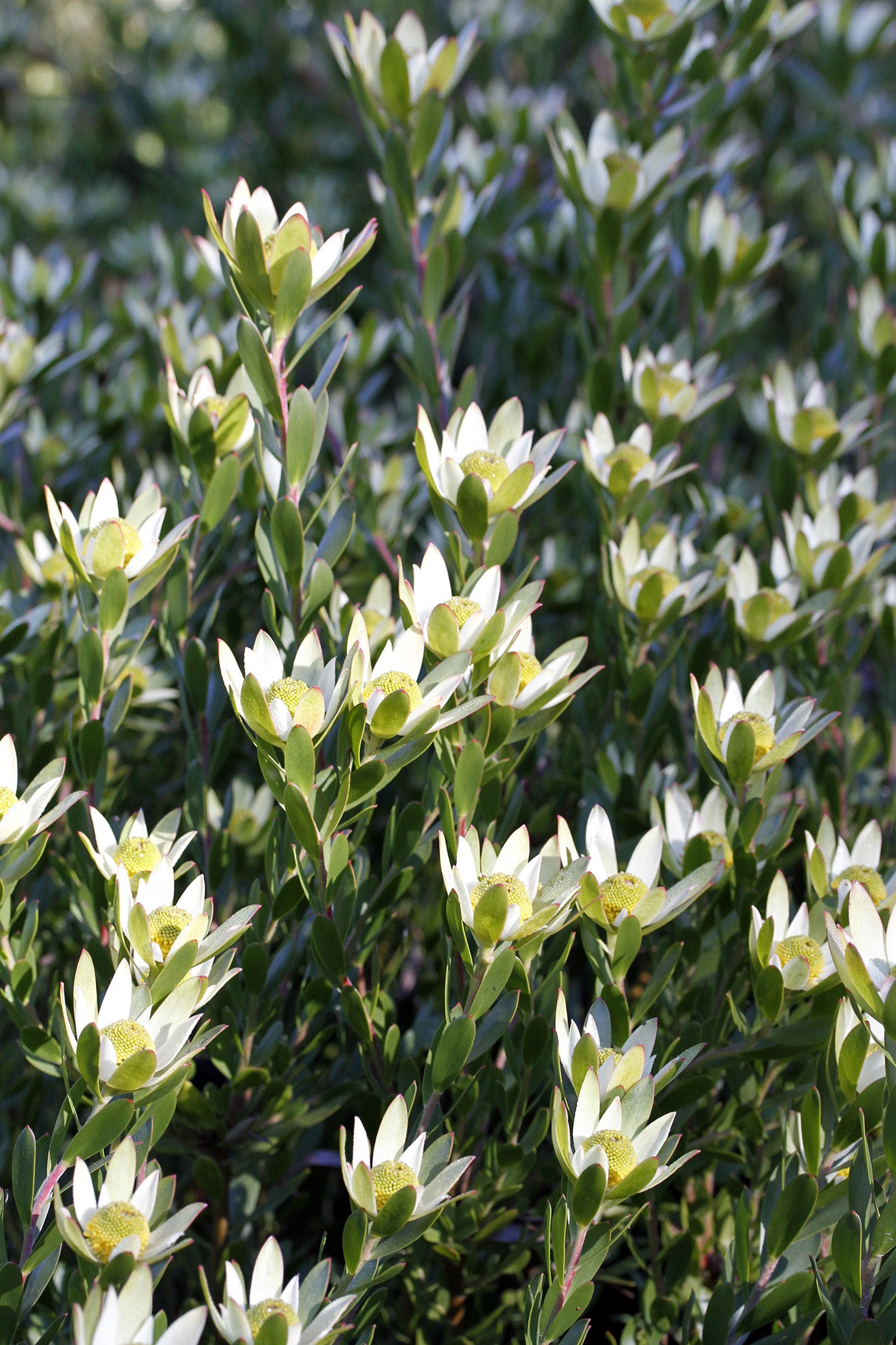 Leucadendron Harvest