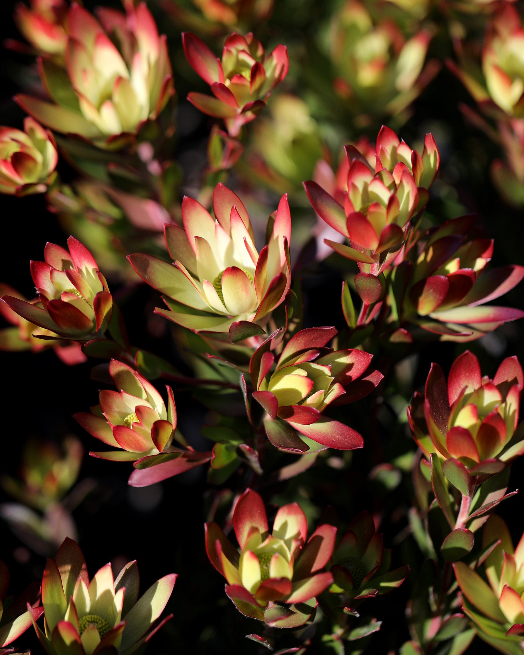 Leucadendron Harvest