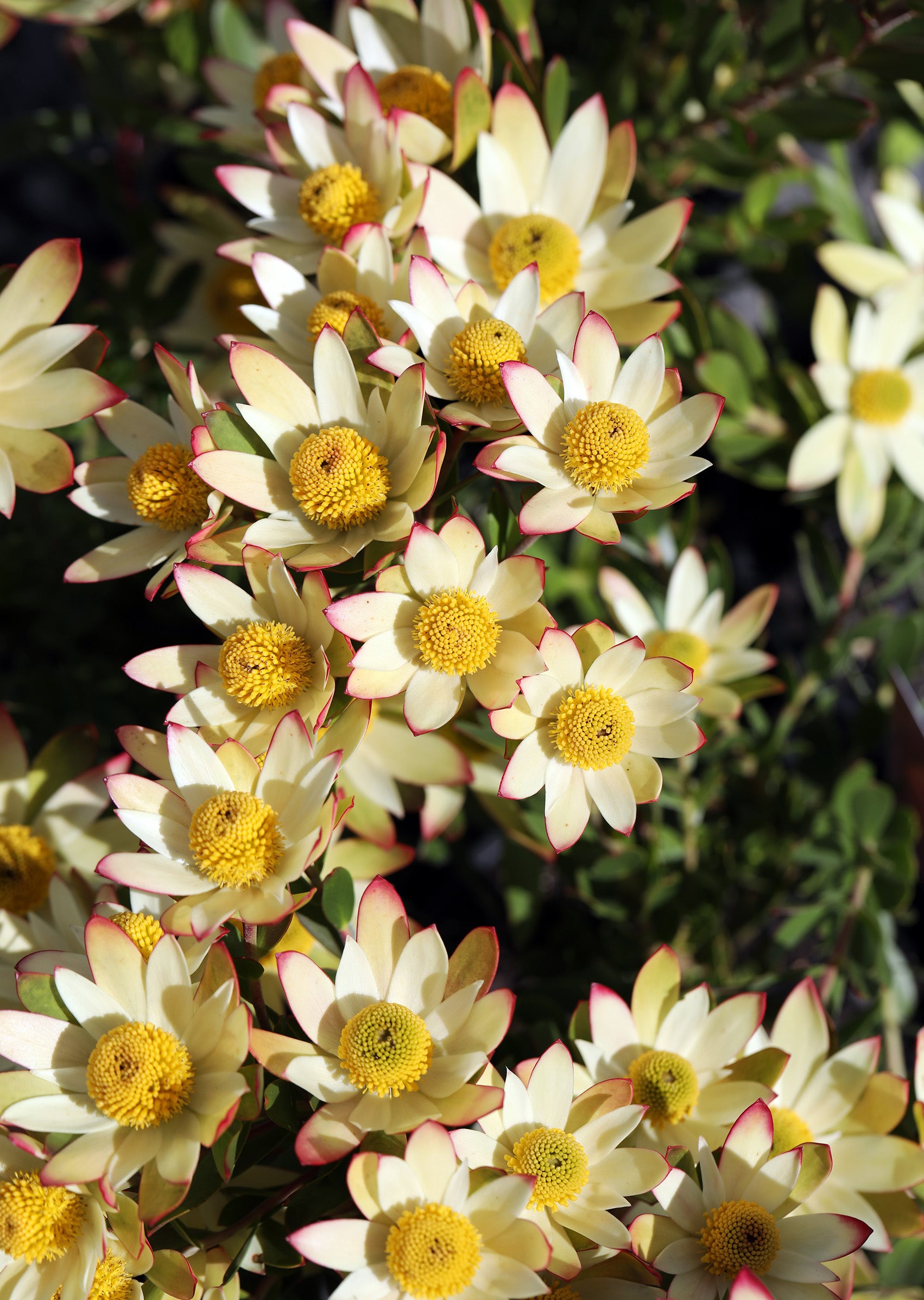 Leucadendron Harvest