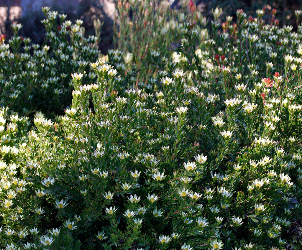 Leucadendron Harvest