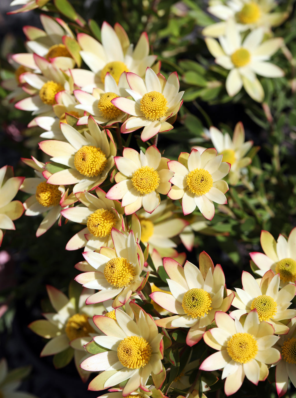 Leucadendron Harvest