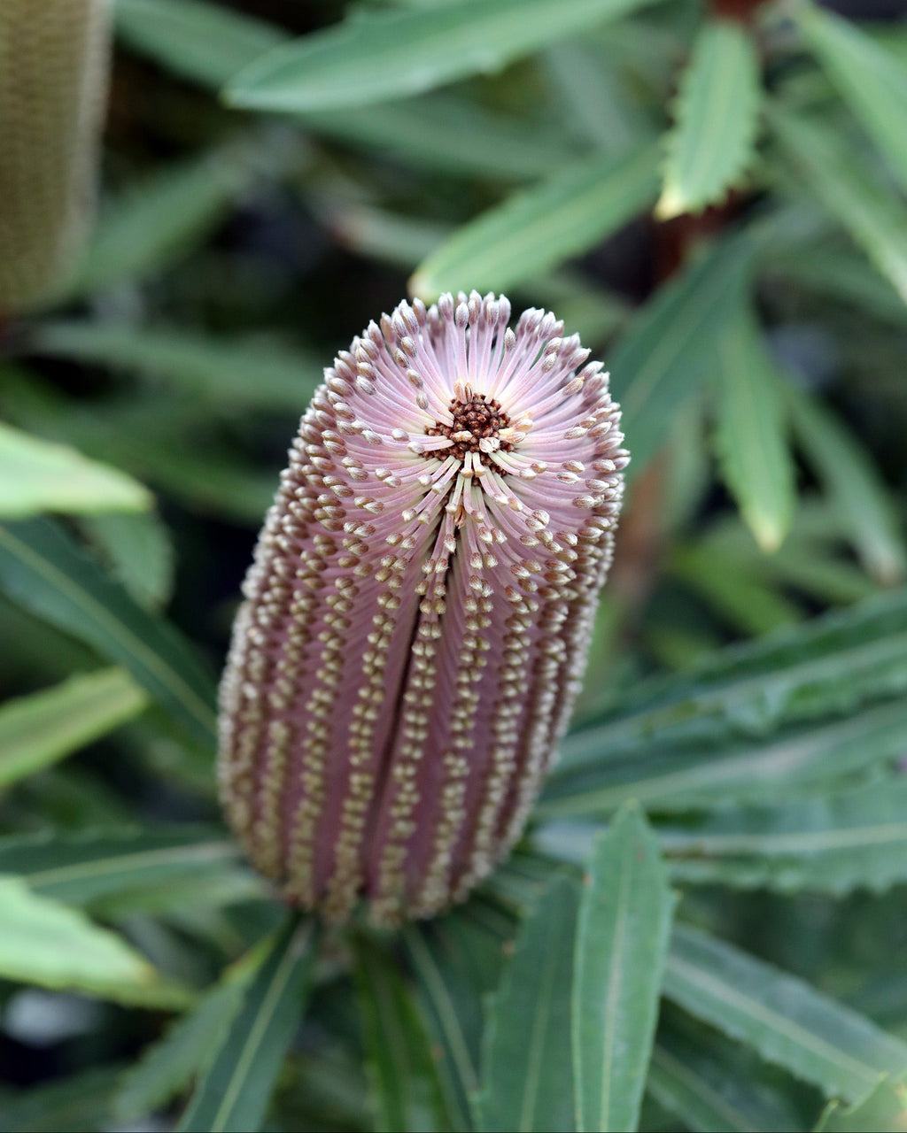 Banksia Hinchinbrook