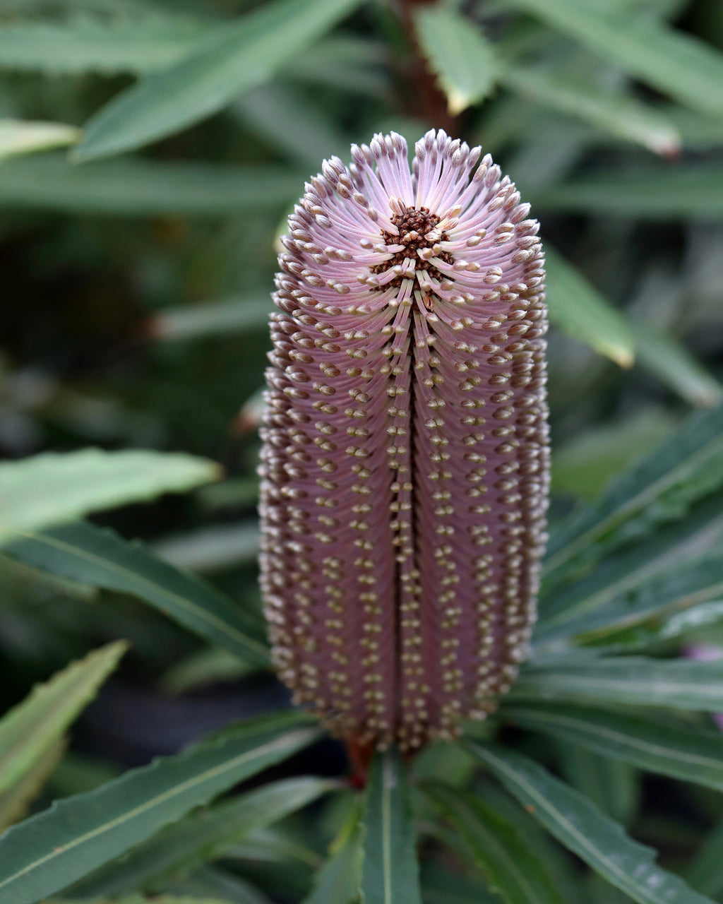 Banksia Hinchinbrook