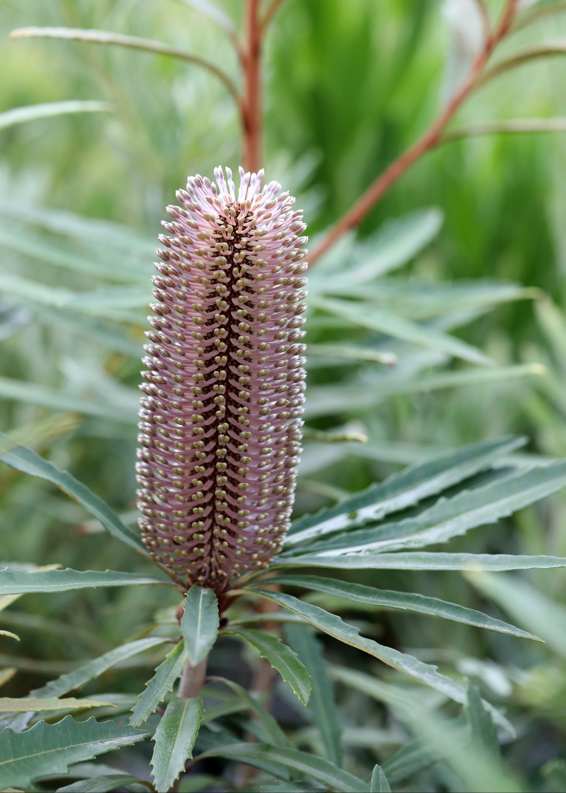 Banksia Hinchinbrook