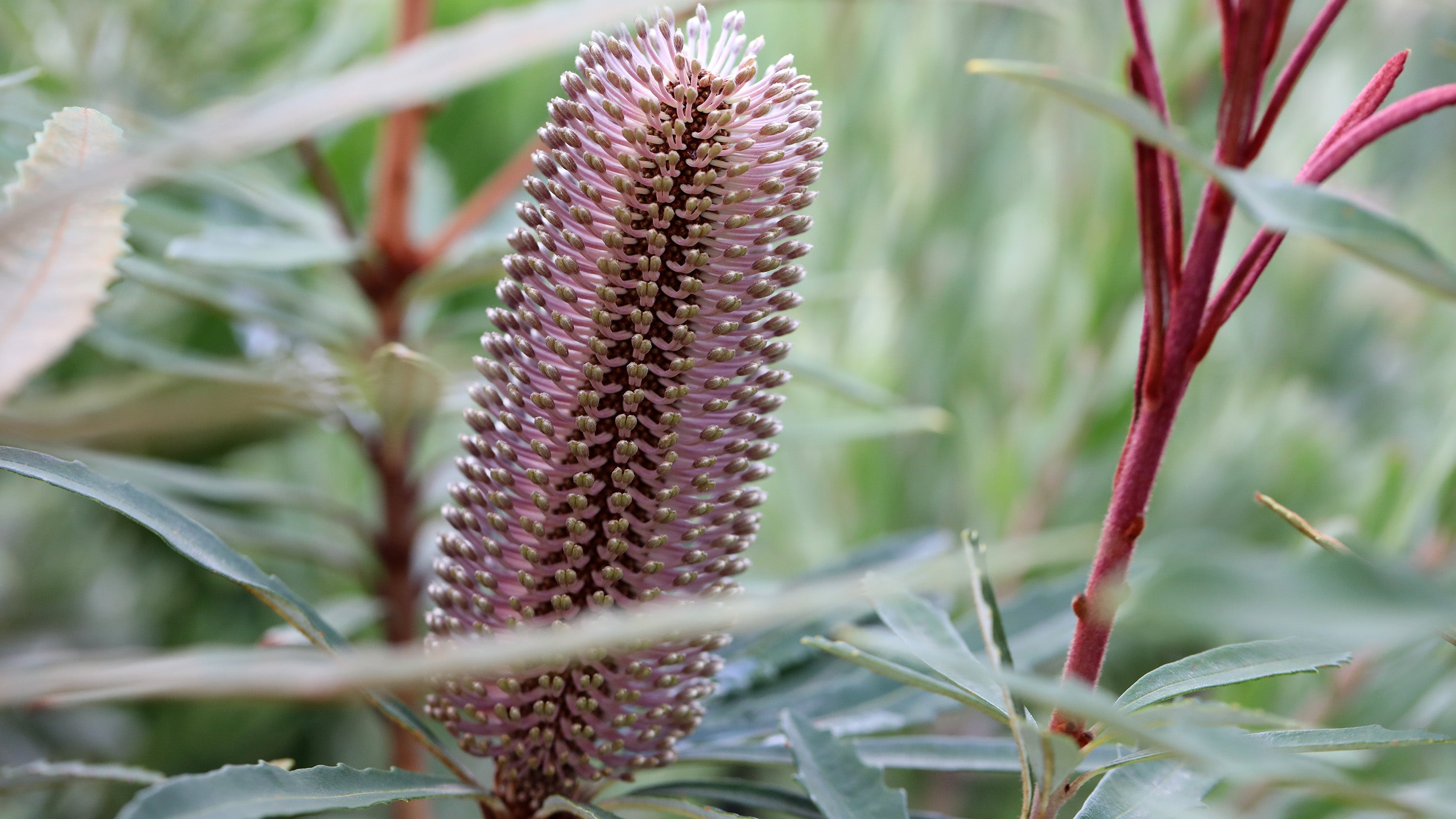 Banksia Hinchinbrook