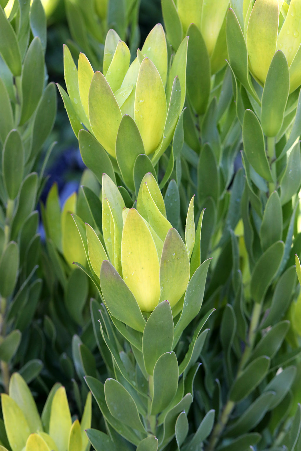 Leucadendron Hyperion’s Glow