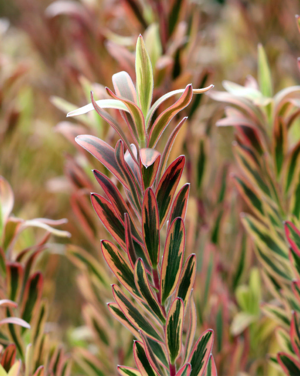 Leucadendron Jester