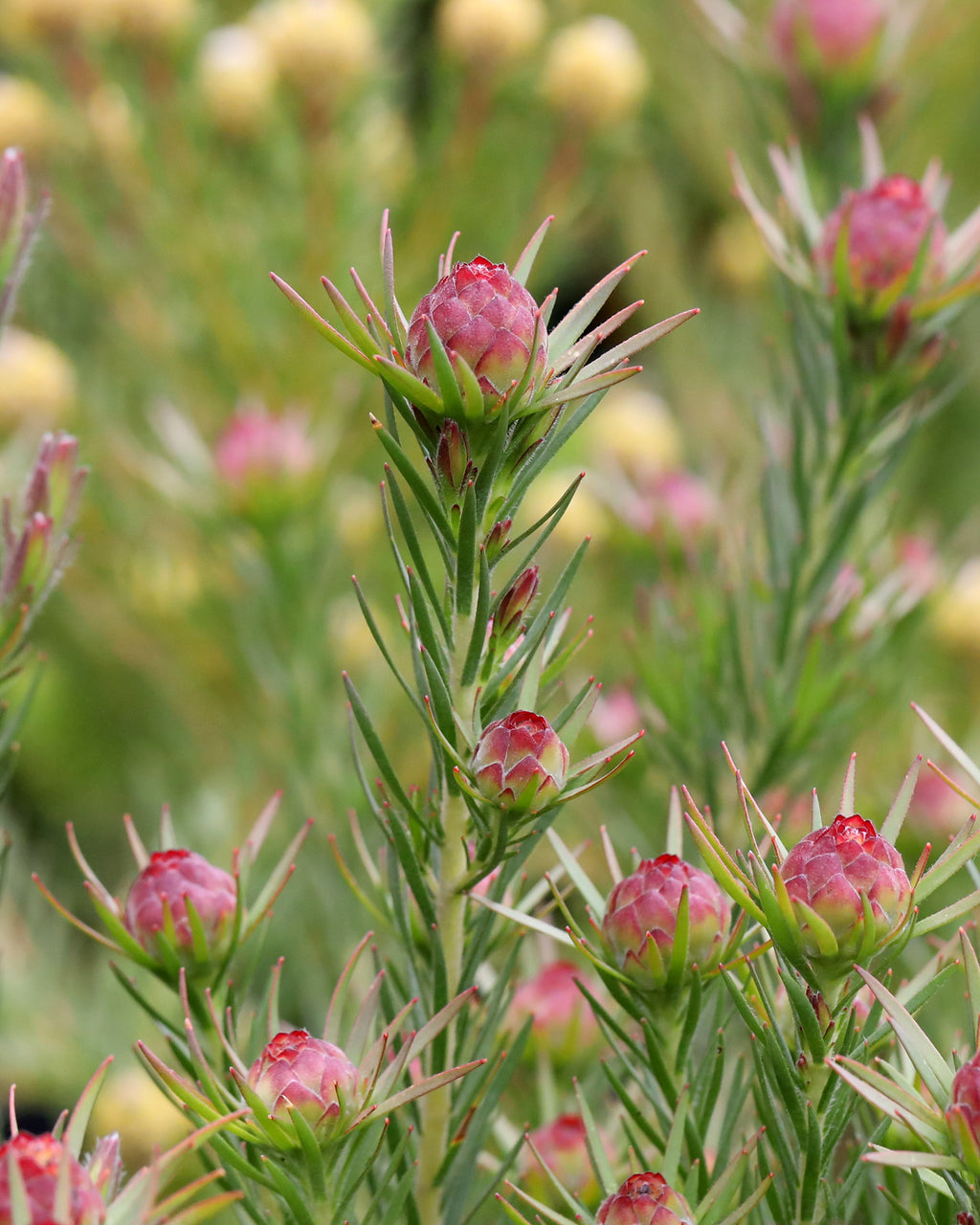 Leucadendron Jubilee Crown