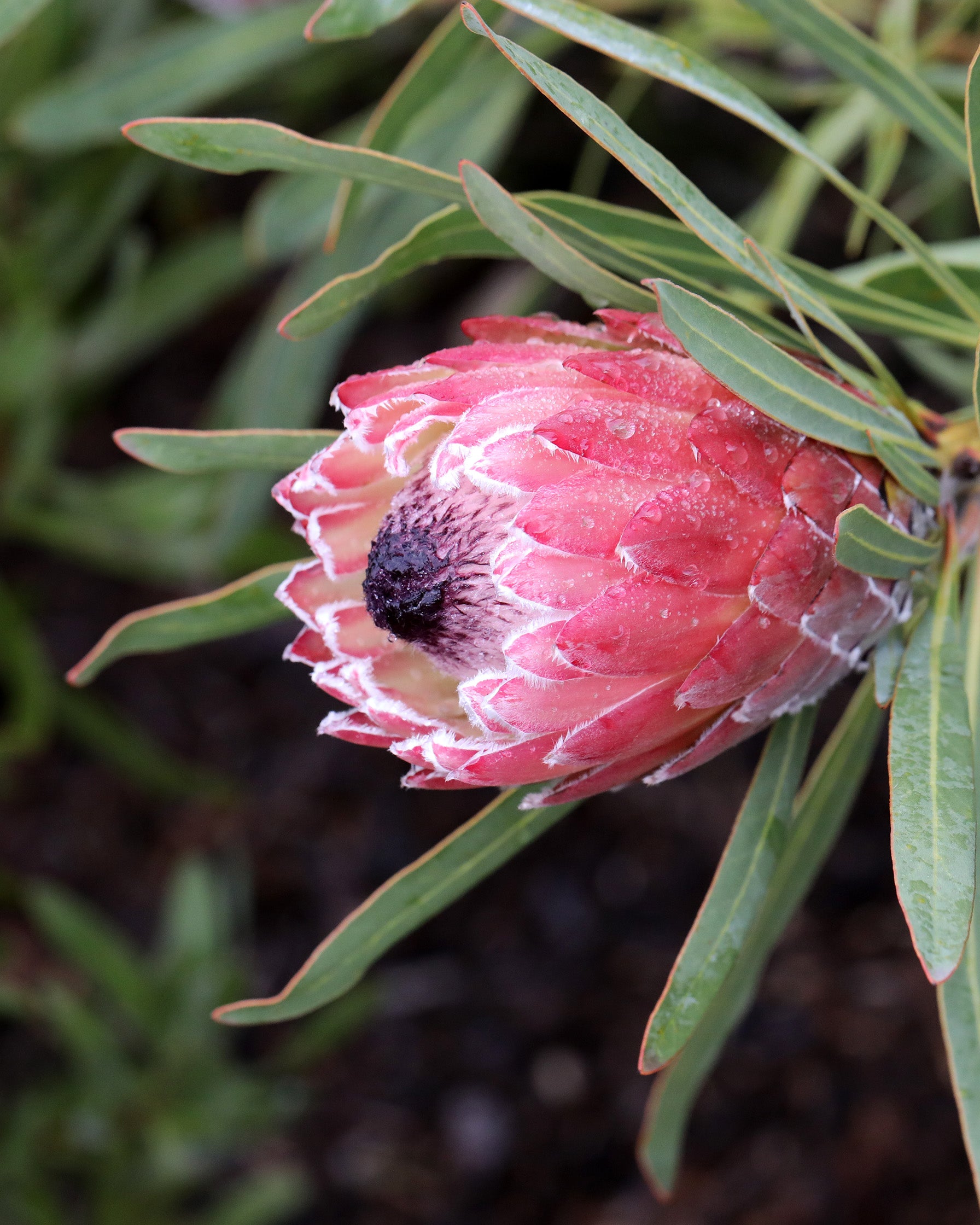 Protea Juliet