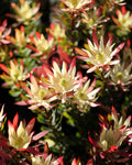 Leucadendron Amy