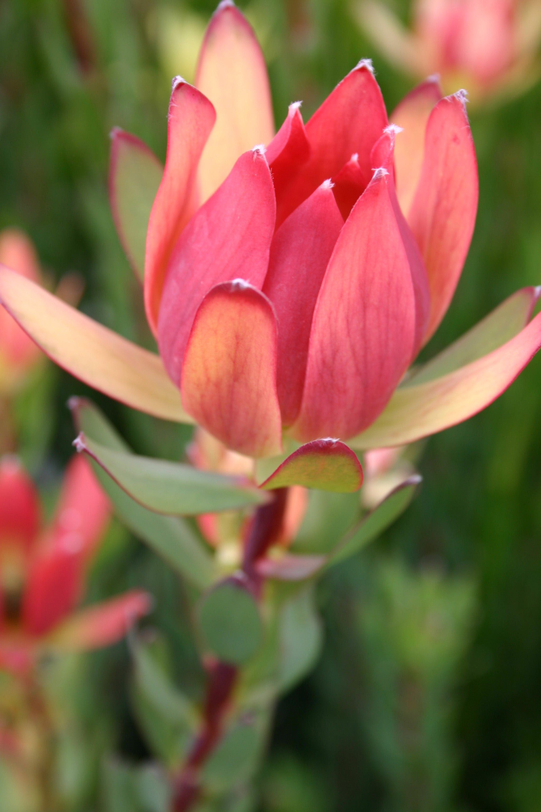 Leucadendron Amy