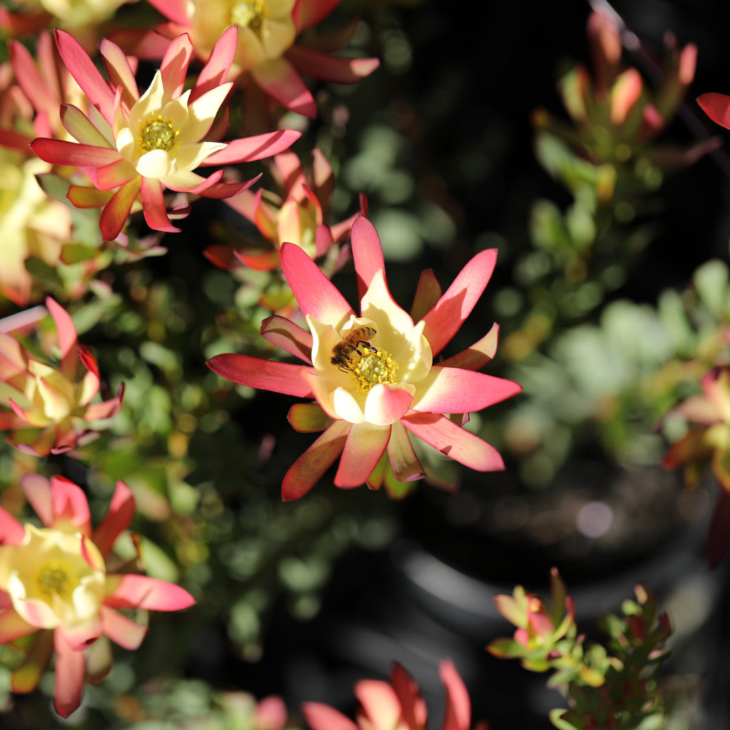 Leucadendron Amy