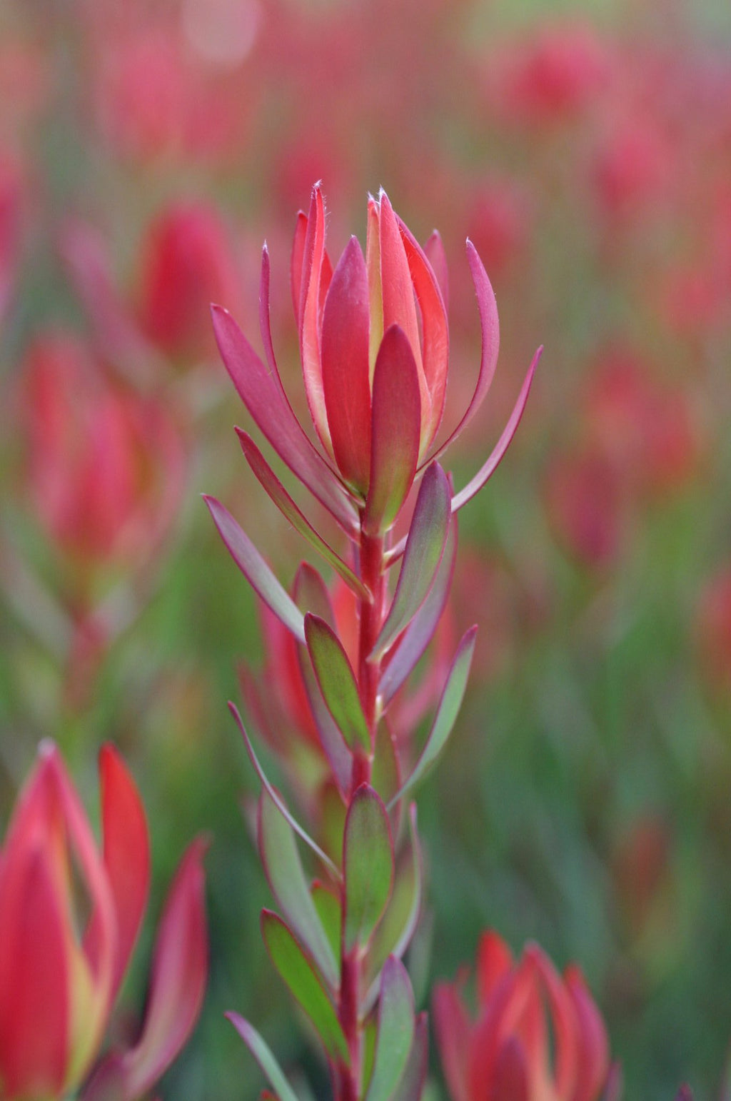 Leucadendron Amy
