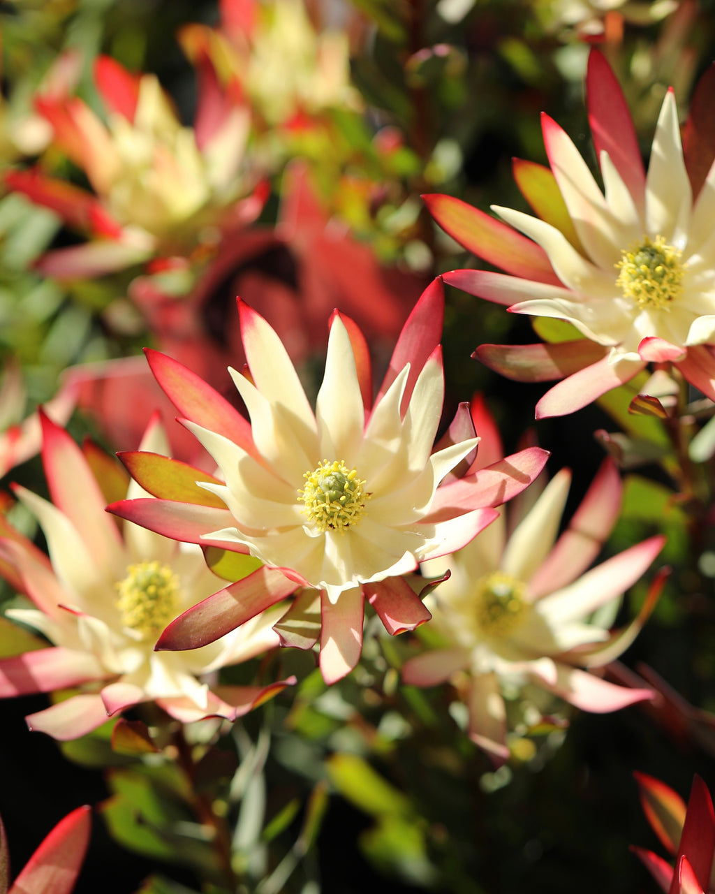 Leucadendron Amy