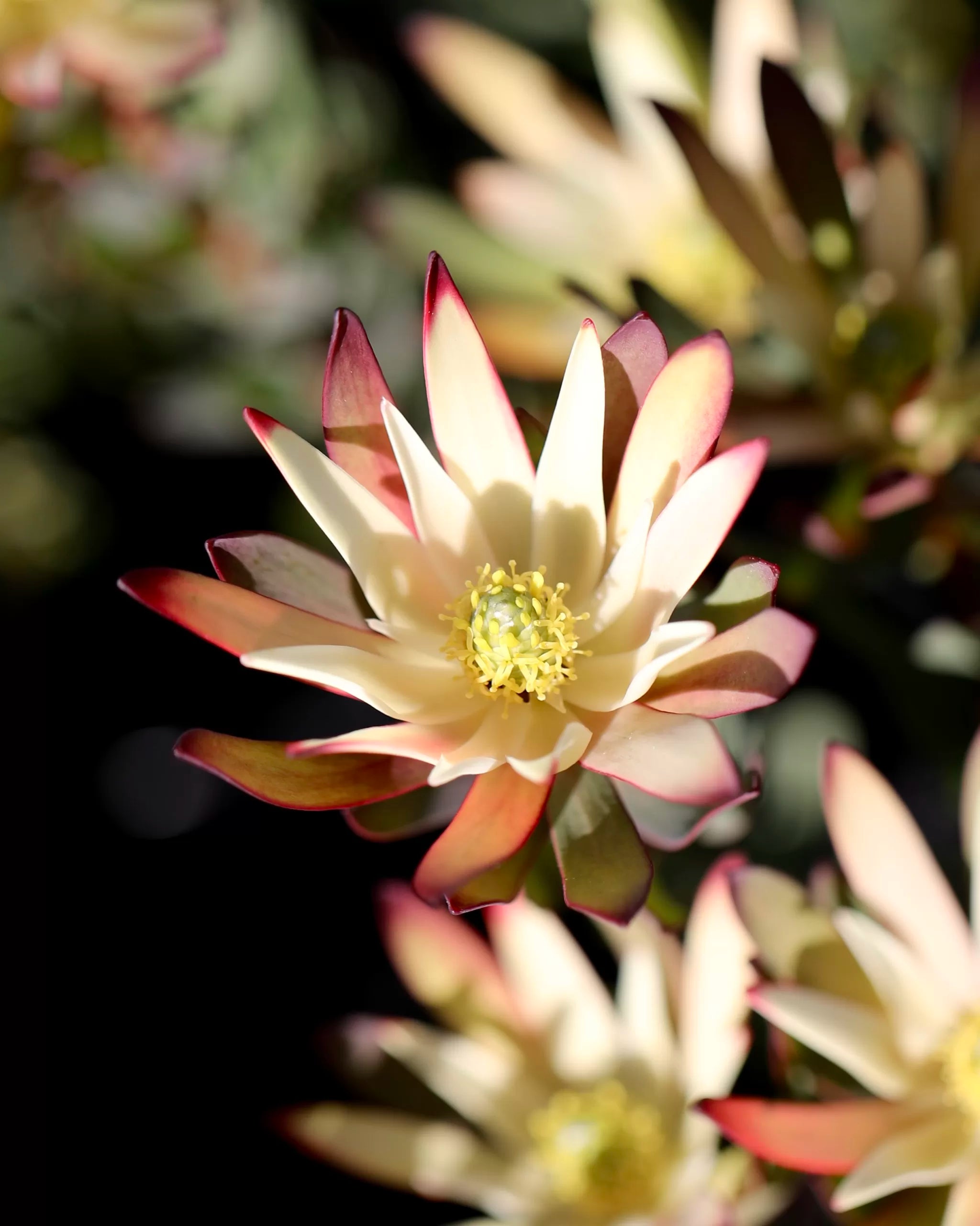 Leucadendron Baby Bouquet
