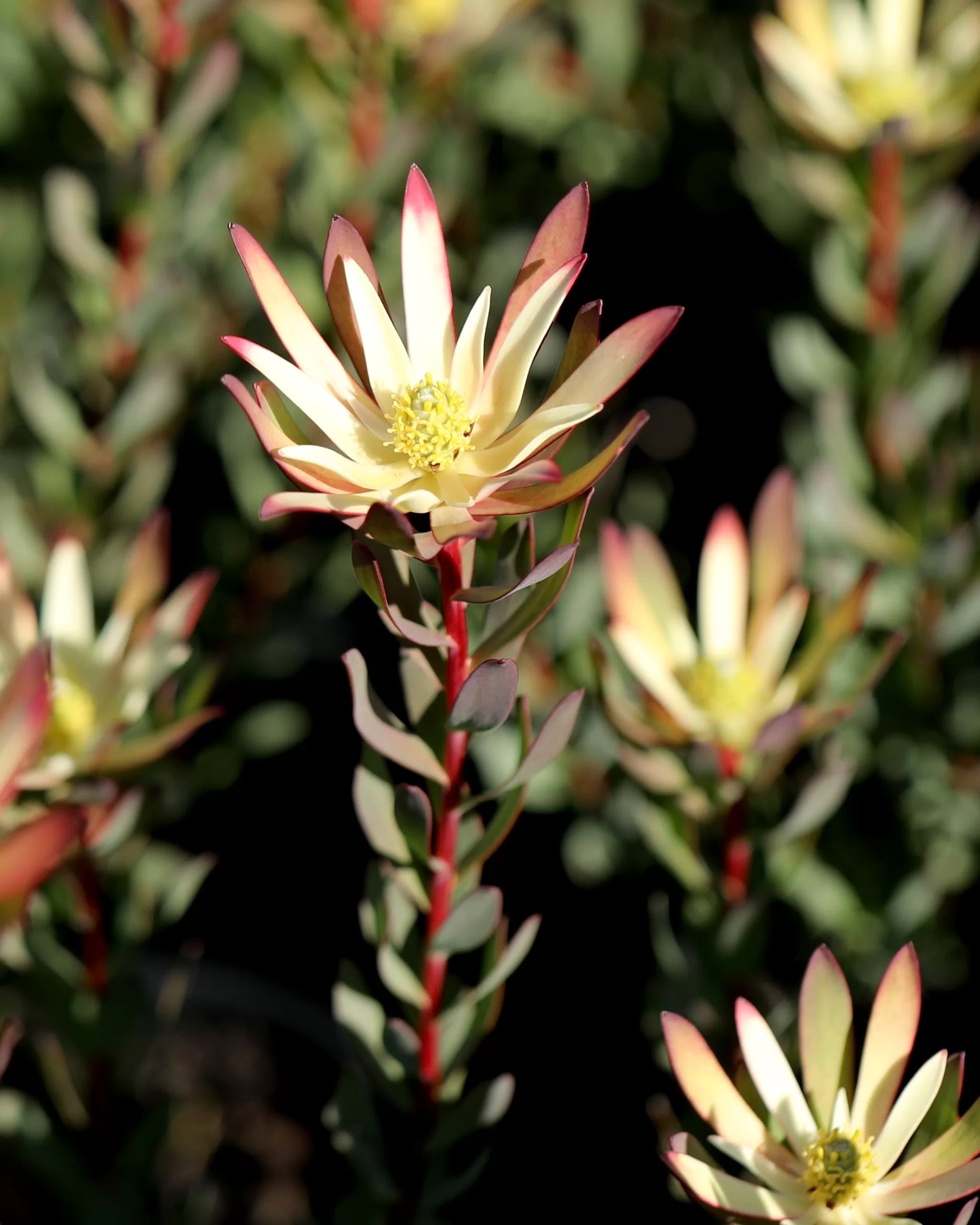 Leucadendron Baby Bouquet