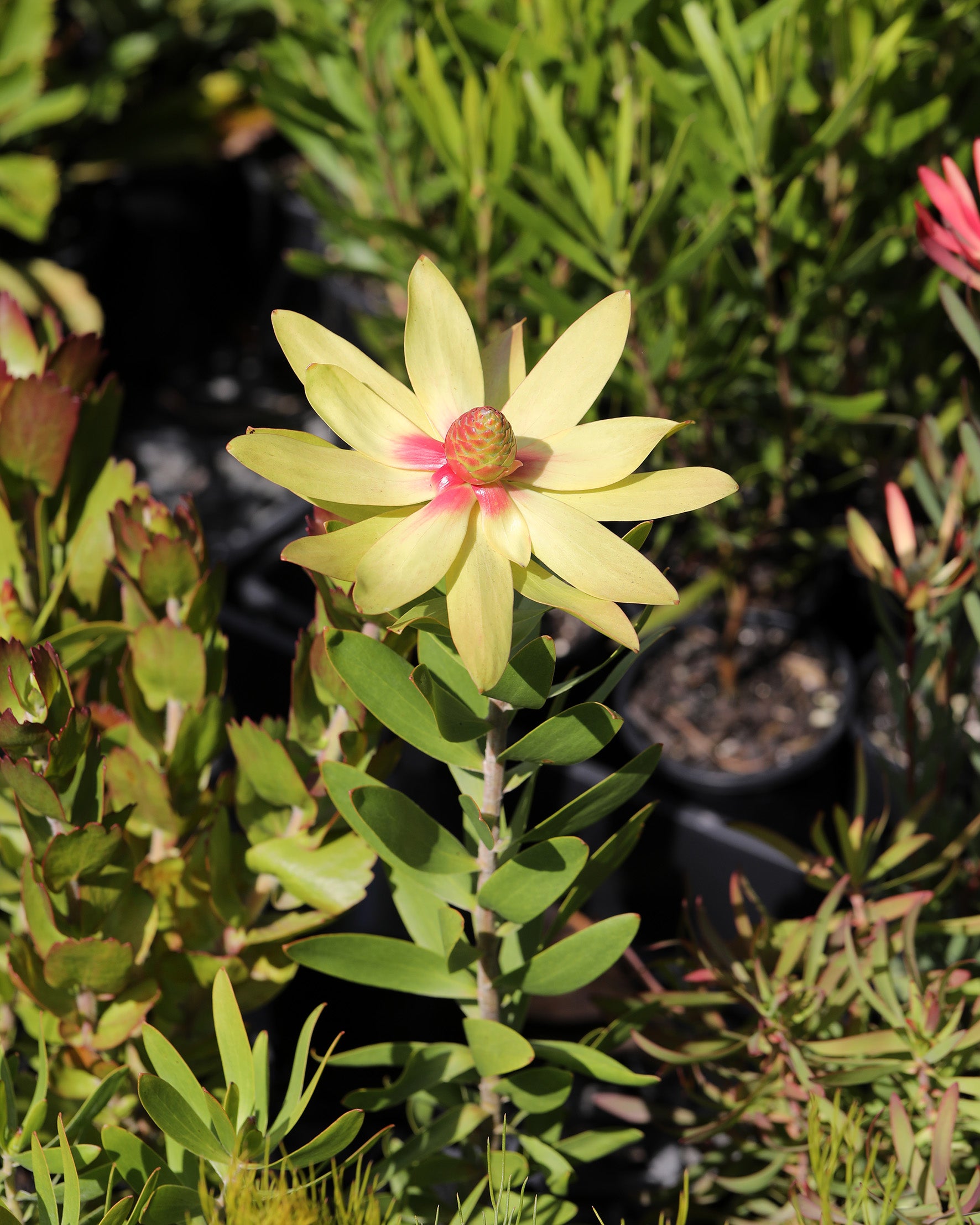 Leucadendron Fantasy Sunrise