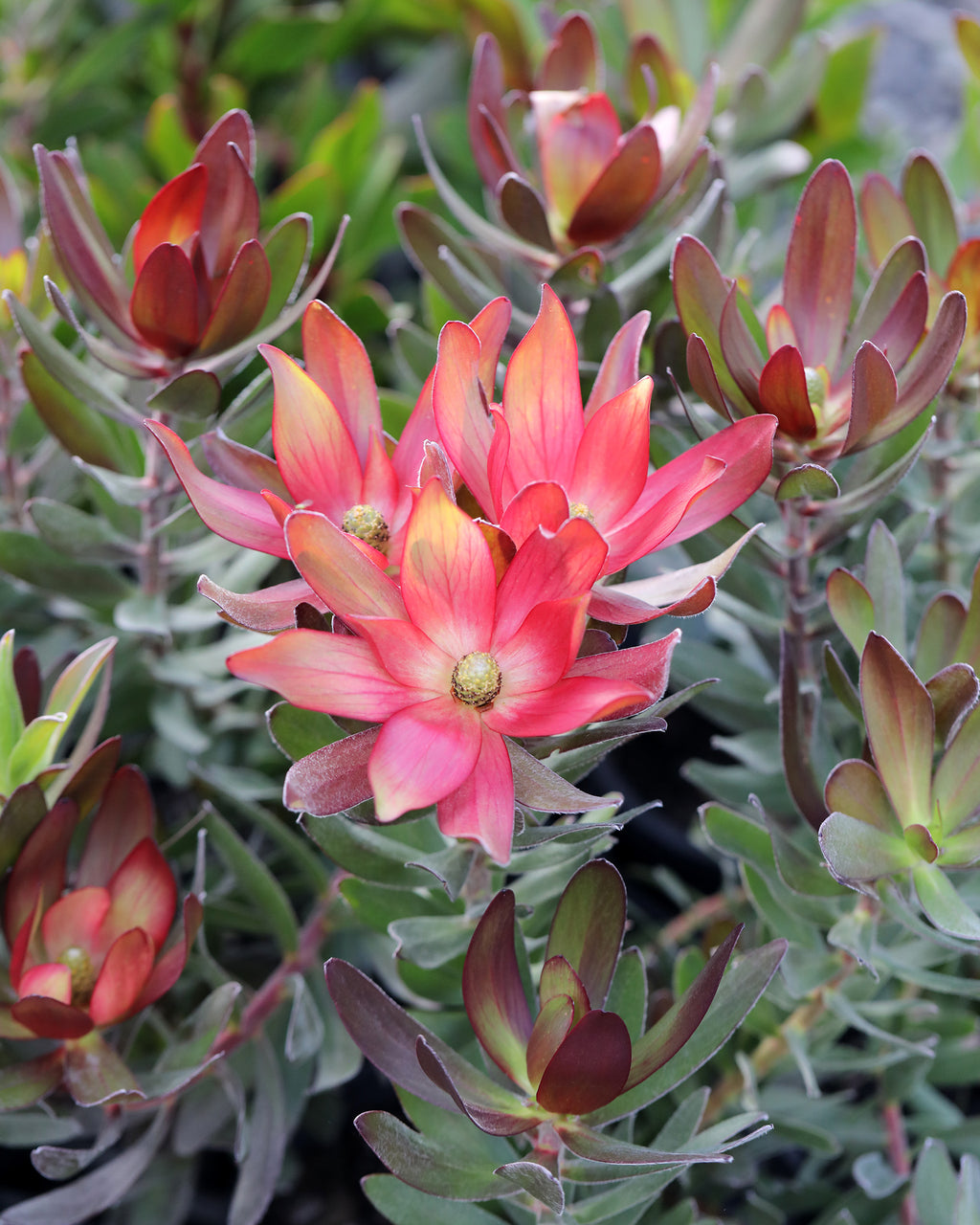 Leucadendron Fantasy® Sunset