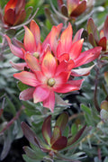 Leucadendron Fantasy® Sunset