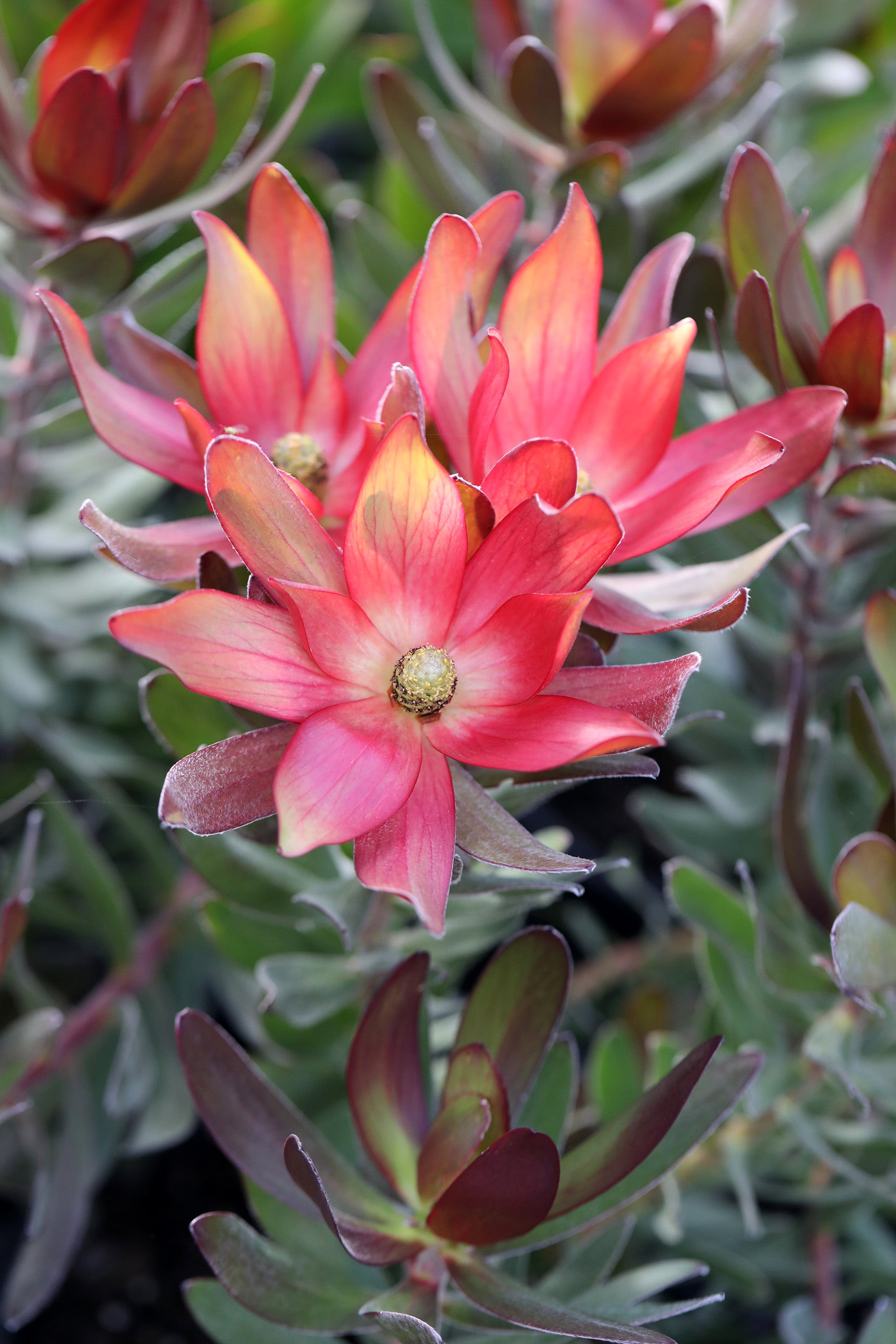 Leucadendron Fantasy® Sunset