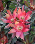 Leucadendron Fantasy® Sunset