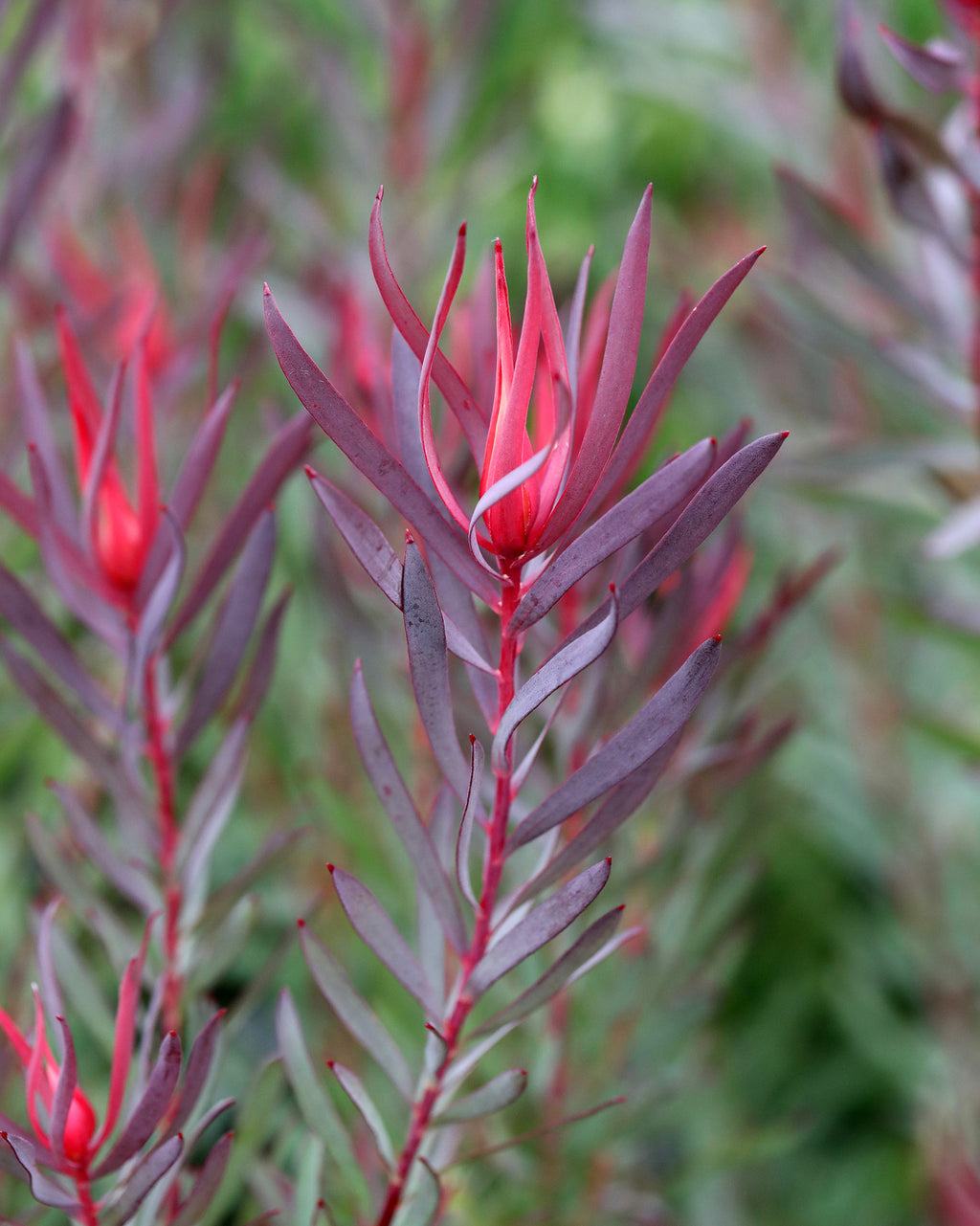 Leucadendron Gypsy Red