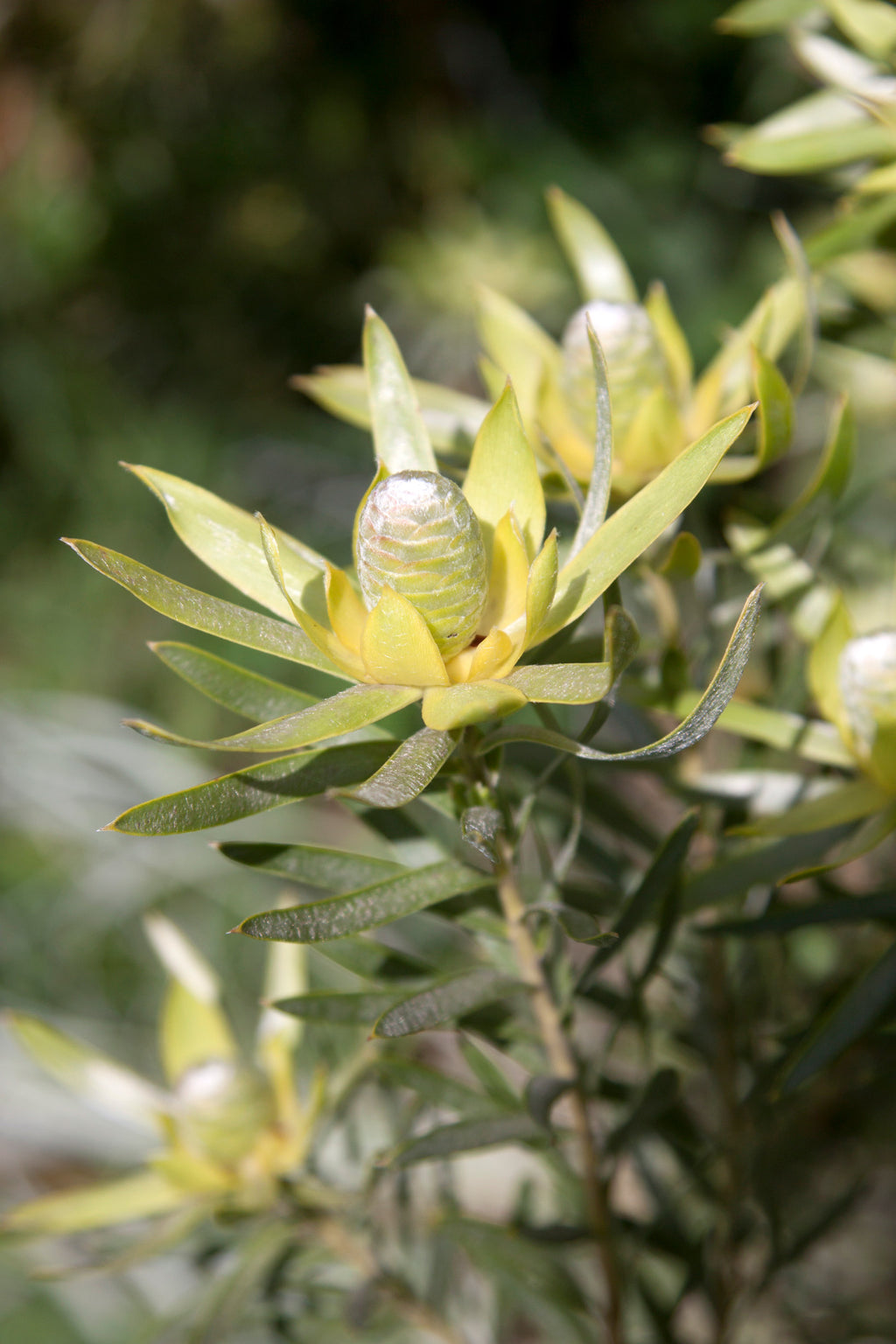 Leucadendron Gypsy Silver