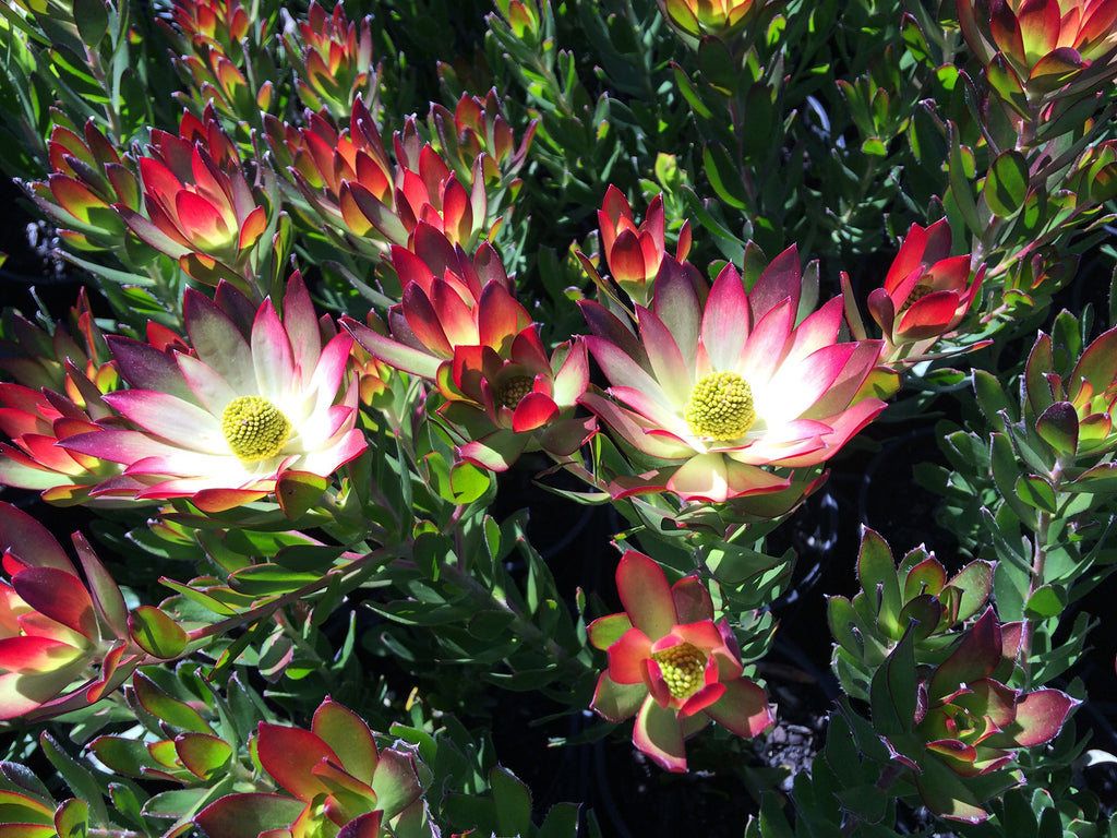 Leucadendron Harvest