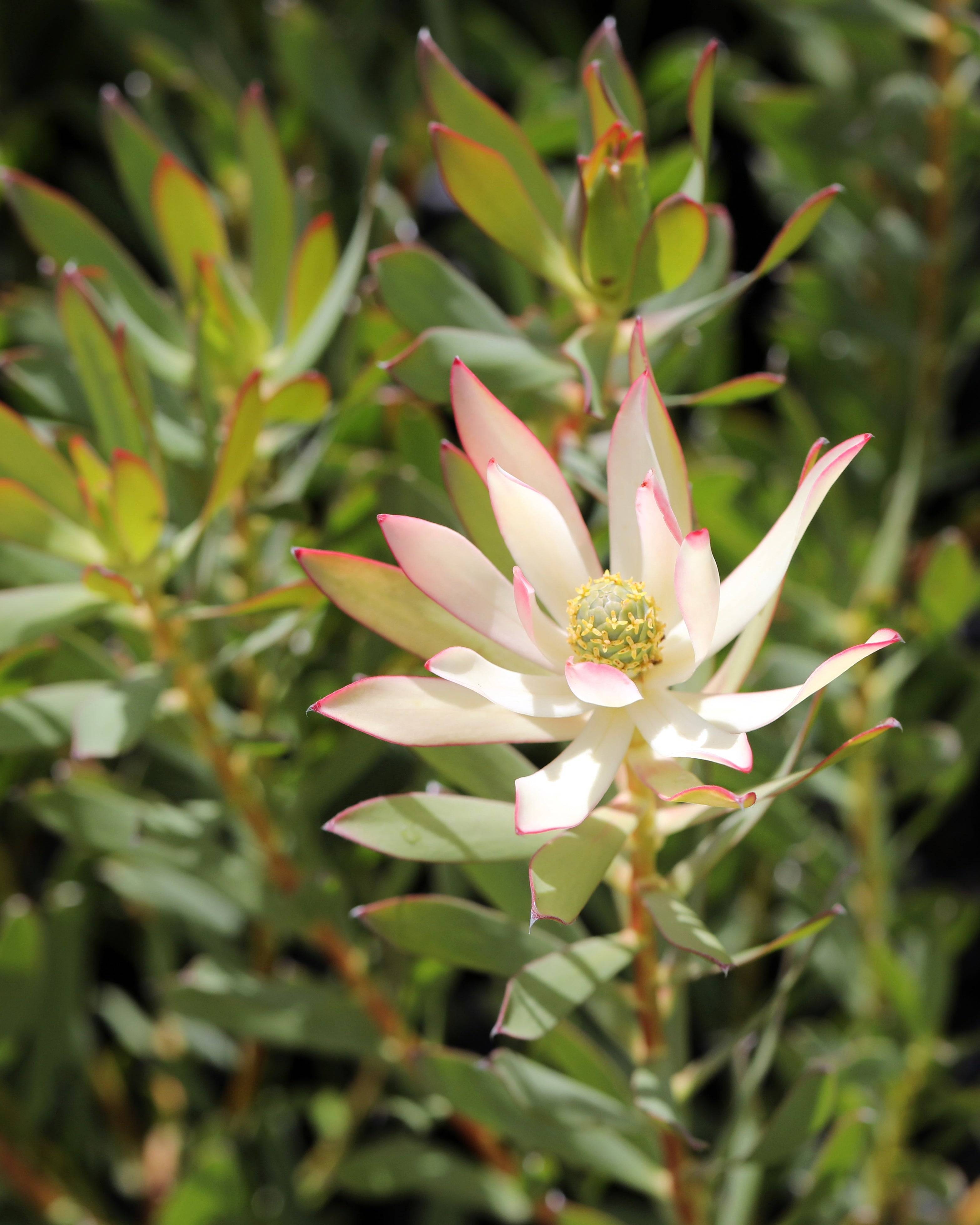 Leucadendron Highlights