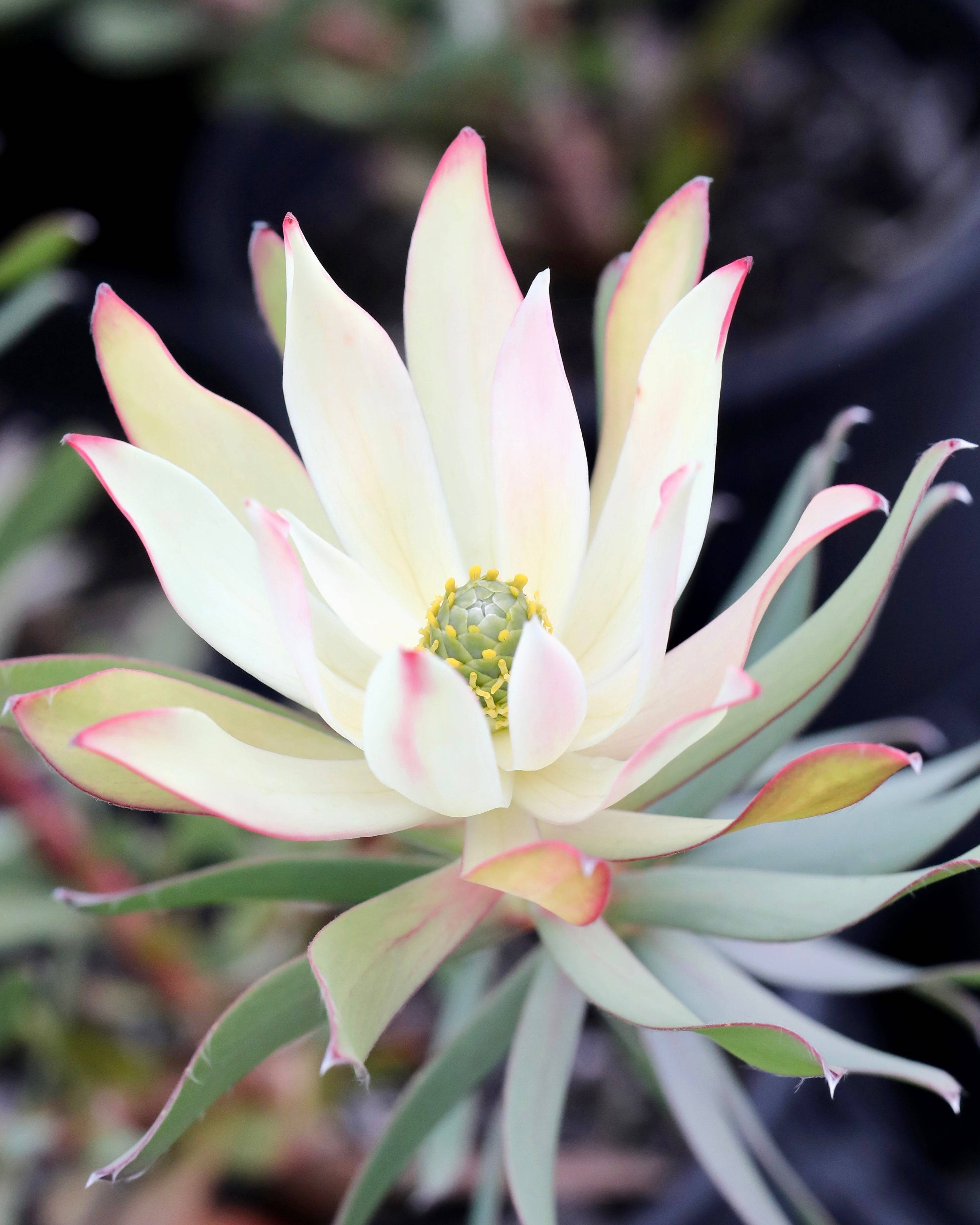 Leucadendron Highlights