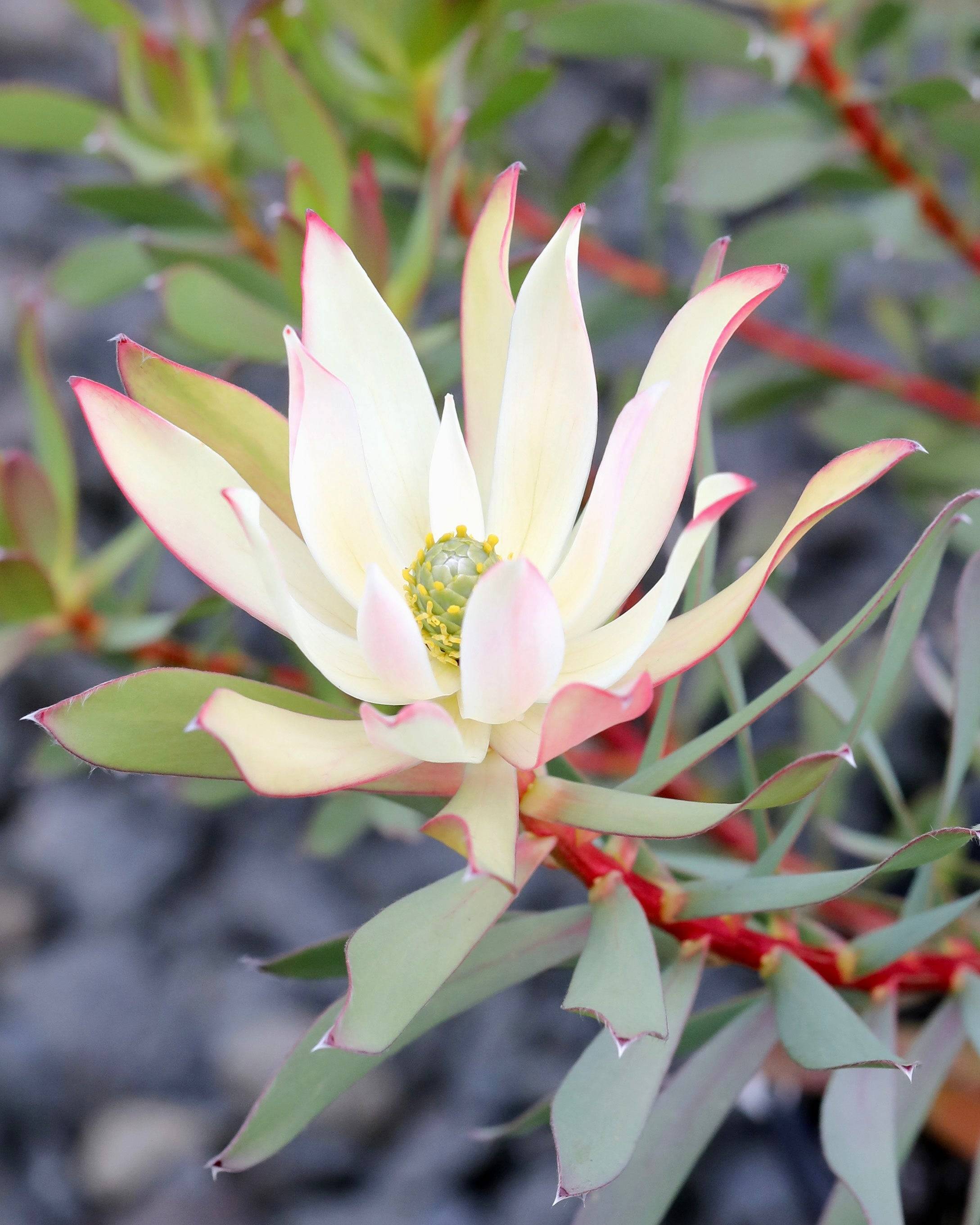 Leucadendron Highlights
