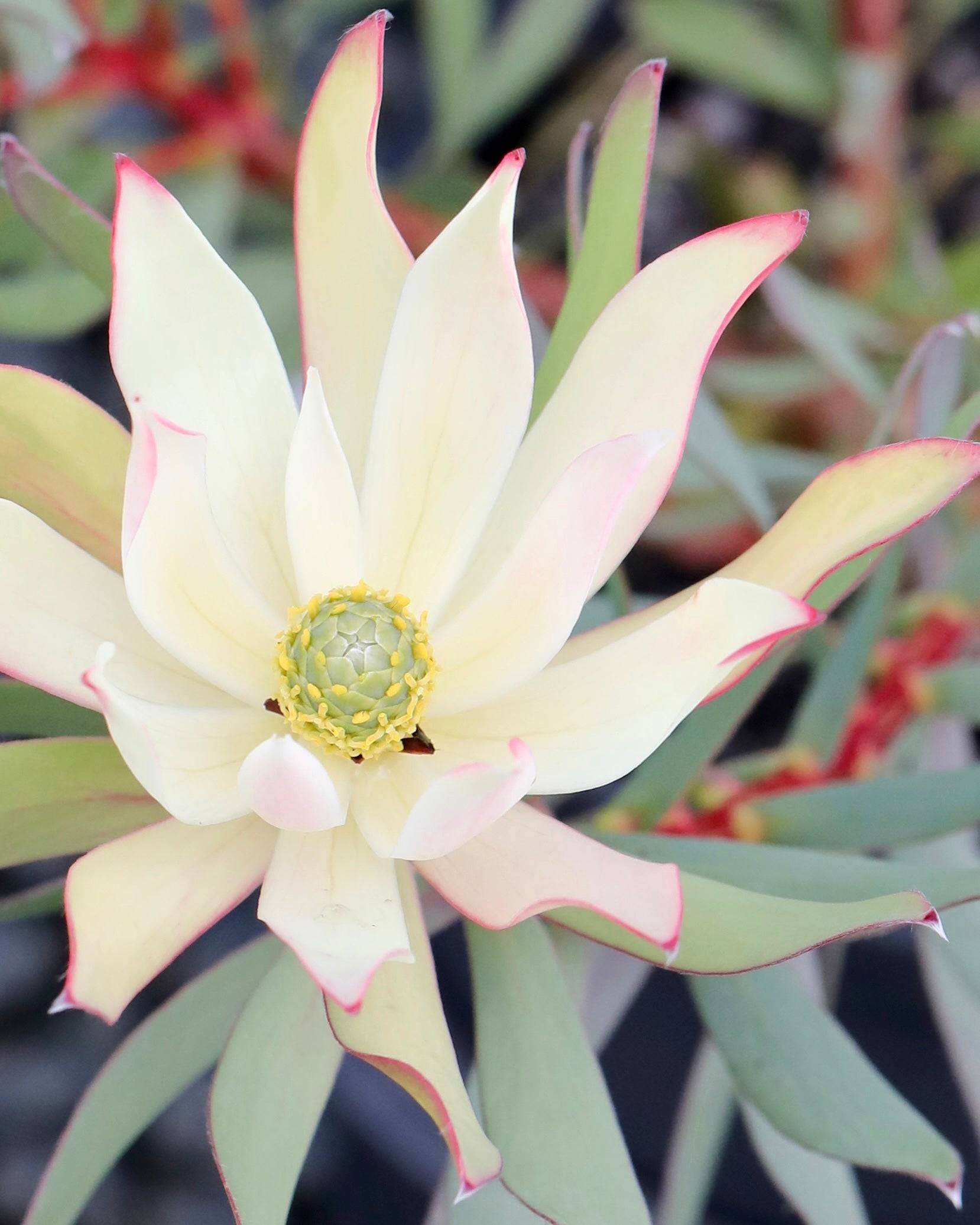 Leucadendron Highlights