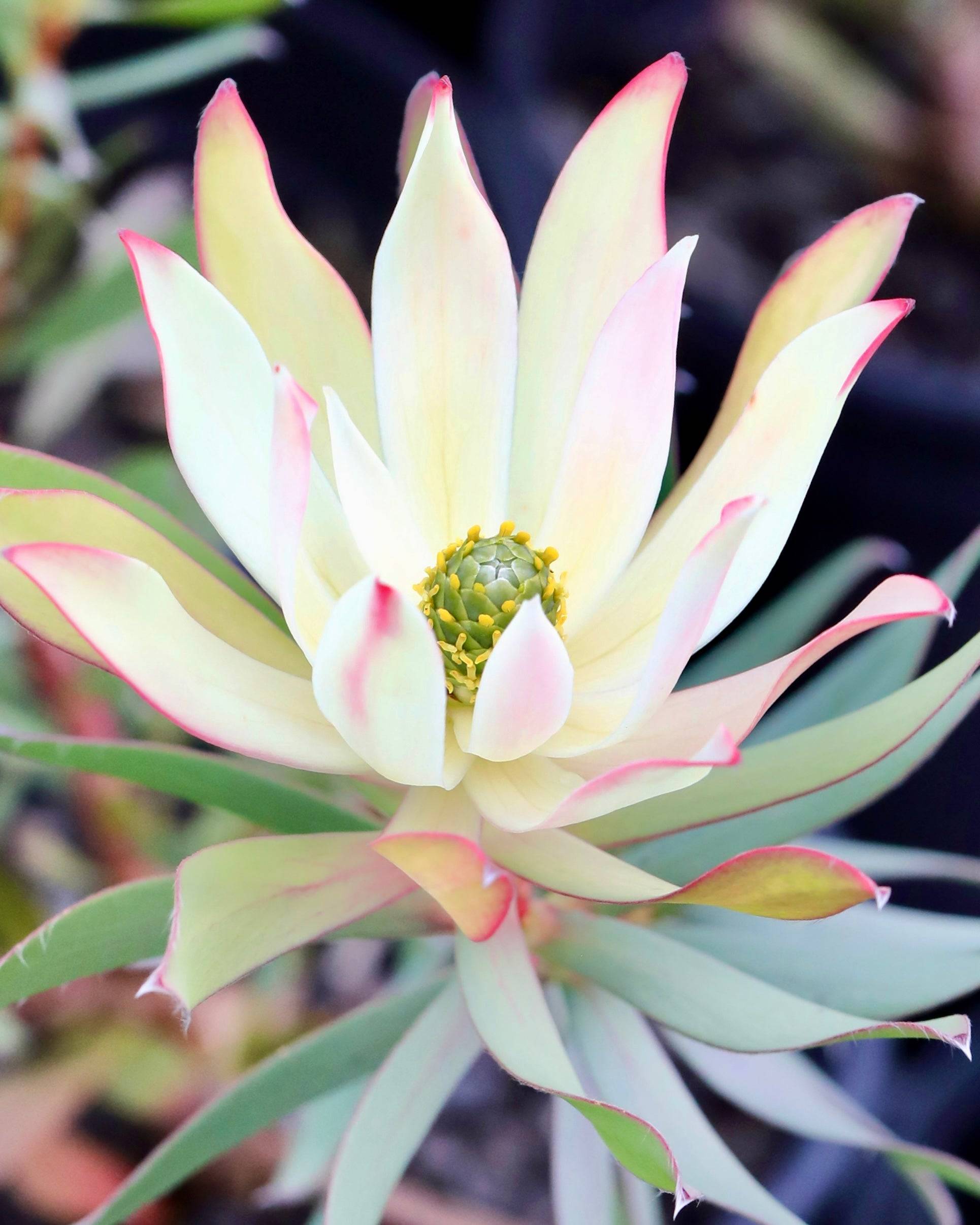 Leucadendron Highlights