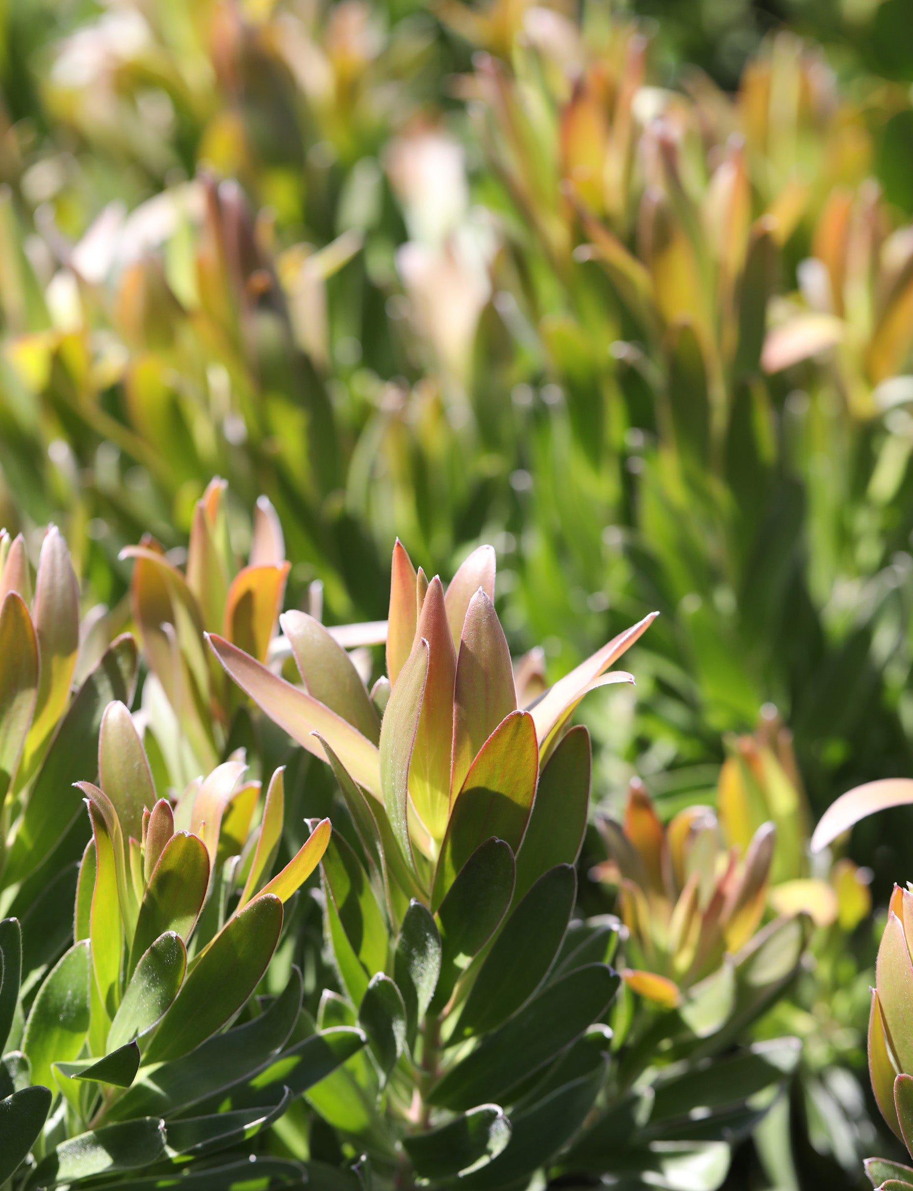 Leucadendron Hyperion’s Glow