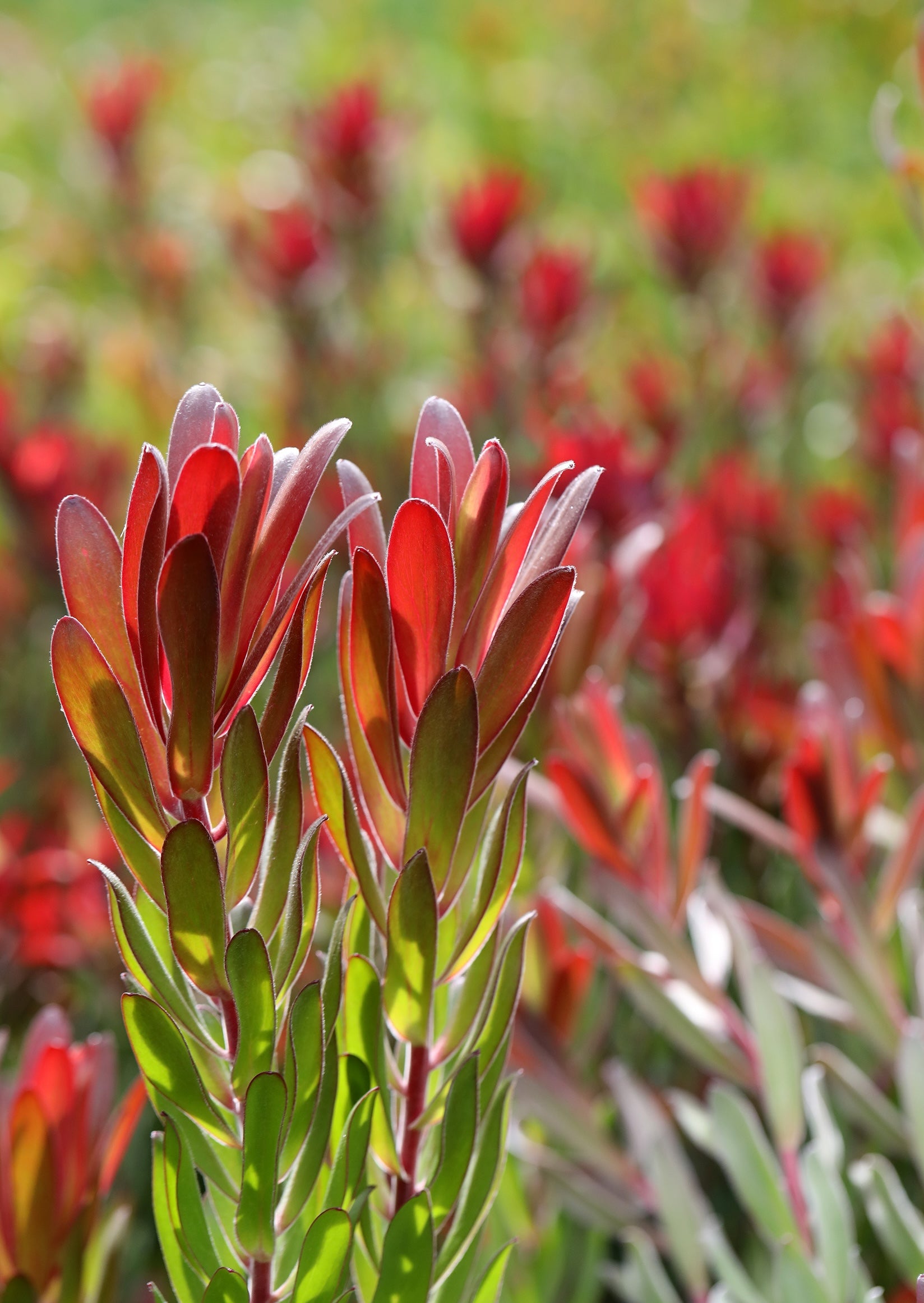 Leucadendron Joy