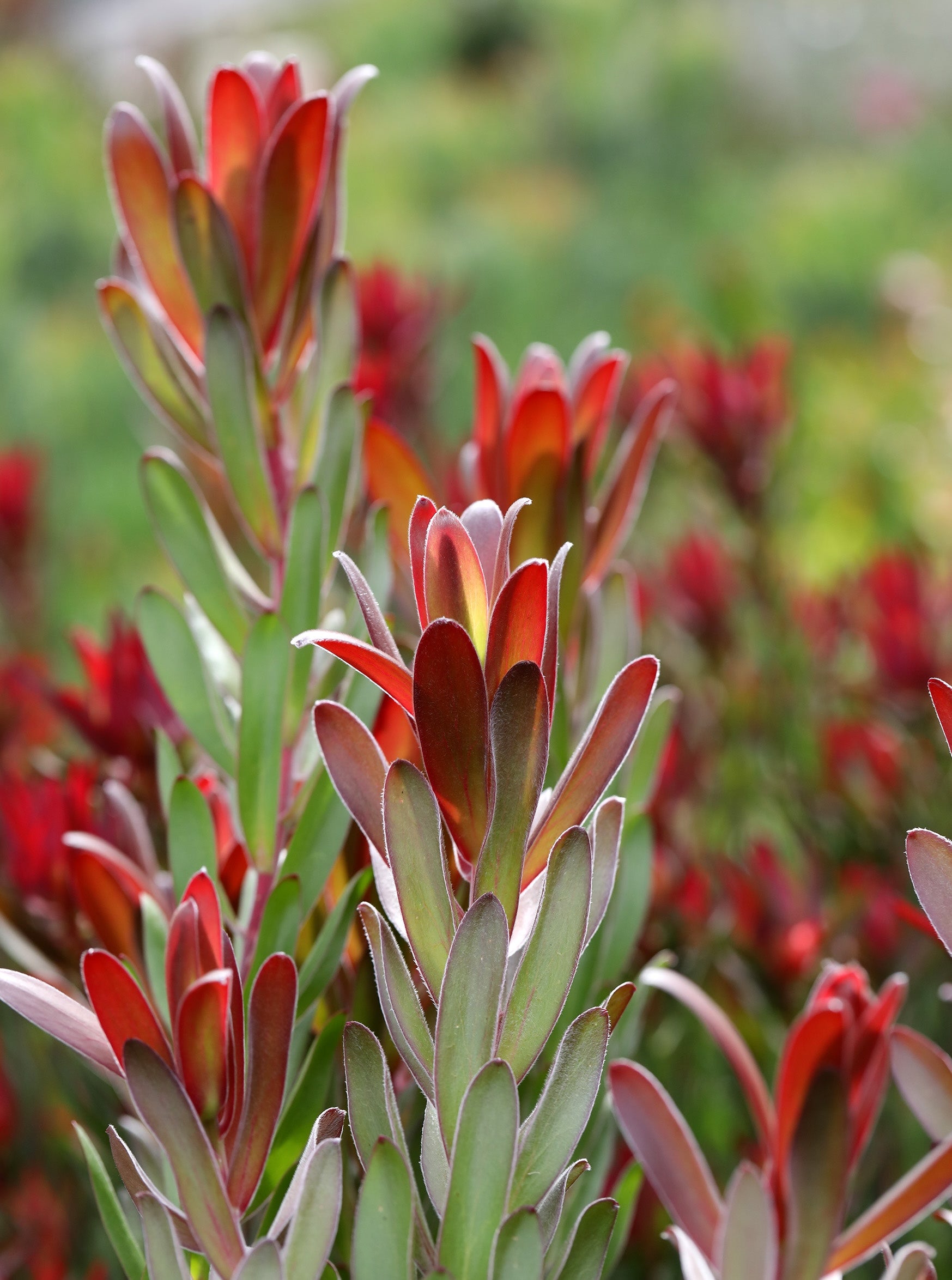 Leucadendron Joy