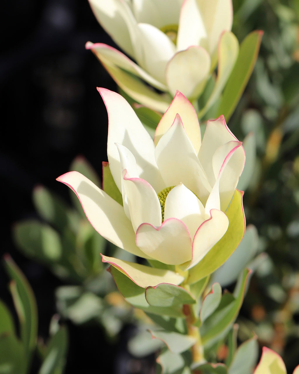 Leucadendron Lime Magic