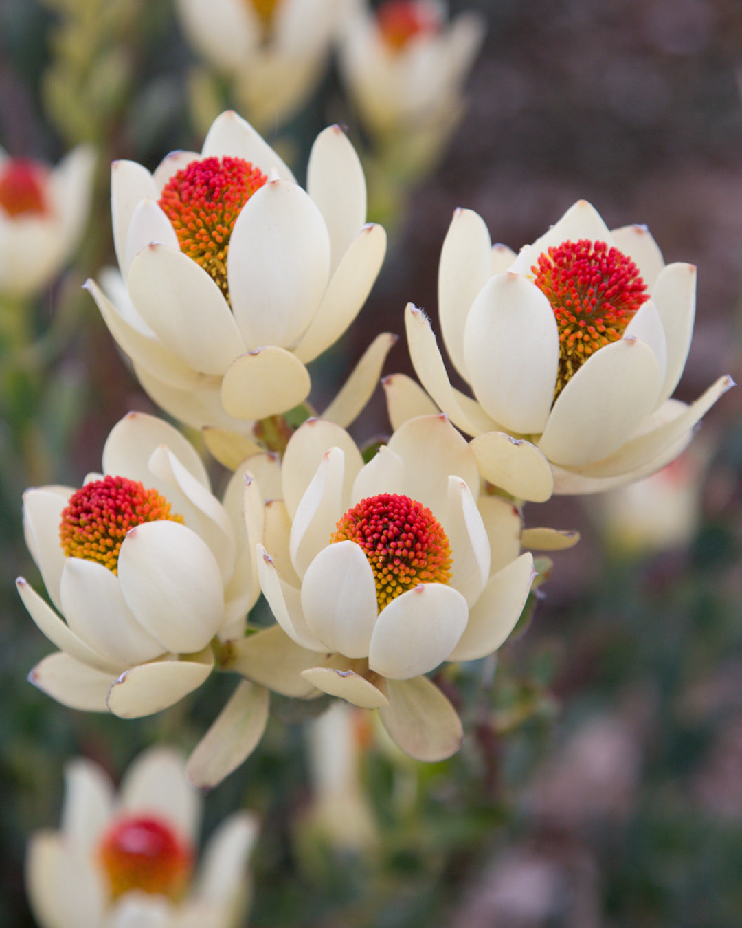 Leucadendron Pom Pom