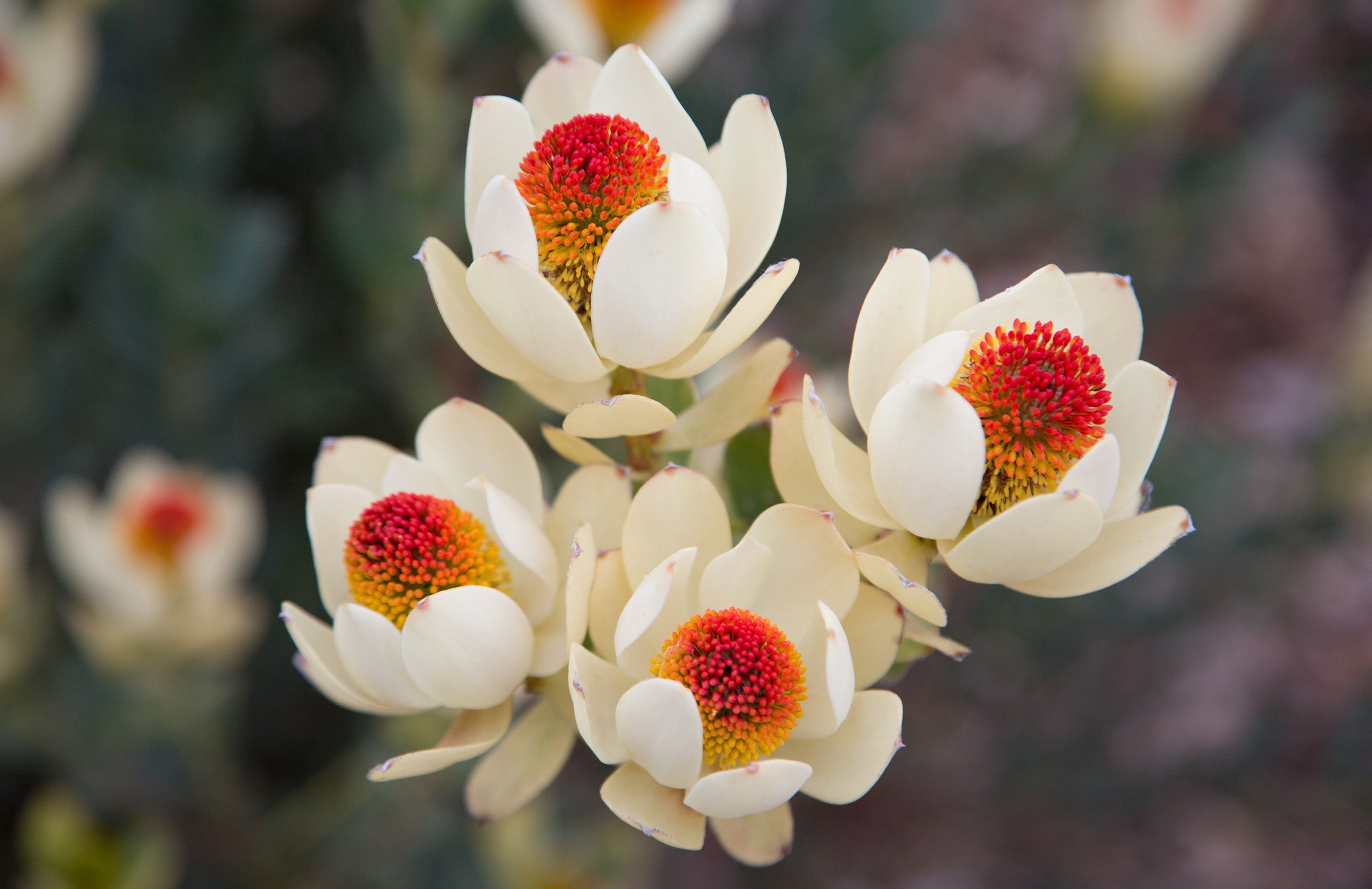 Leucadendron Pom Pom