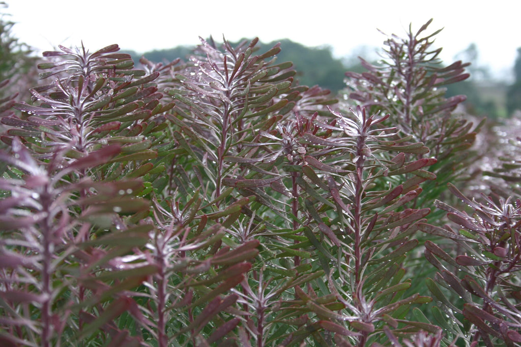 Leucadendron Purple Haze