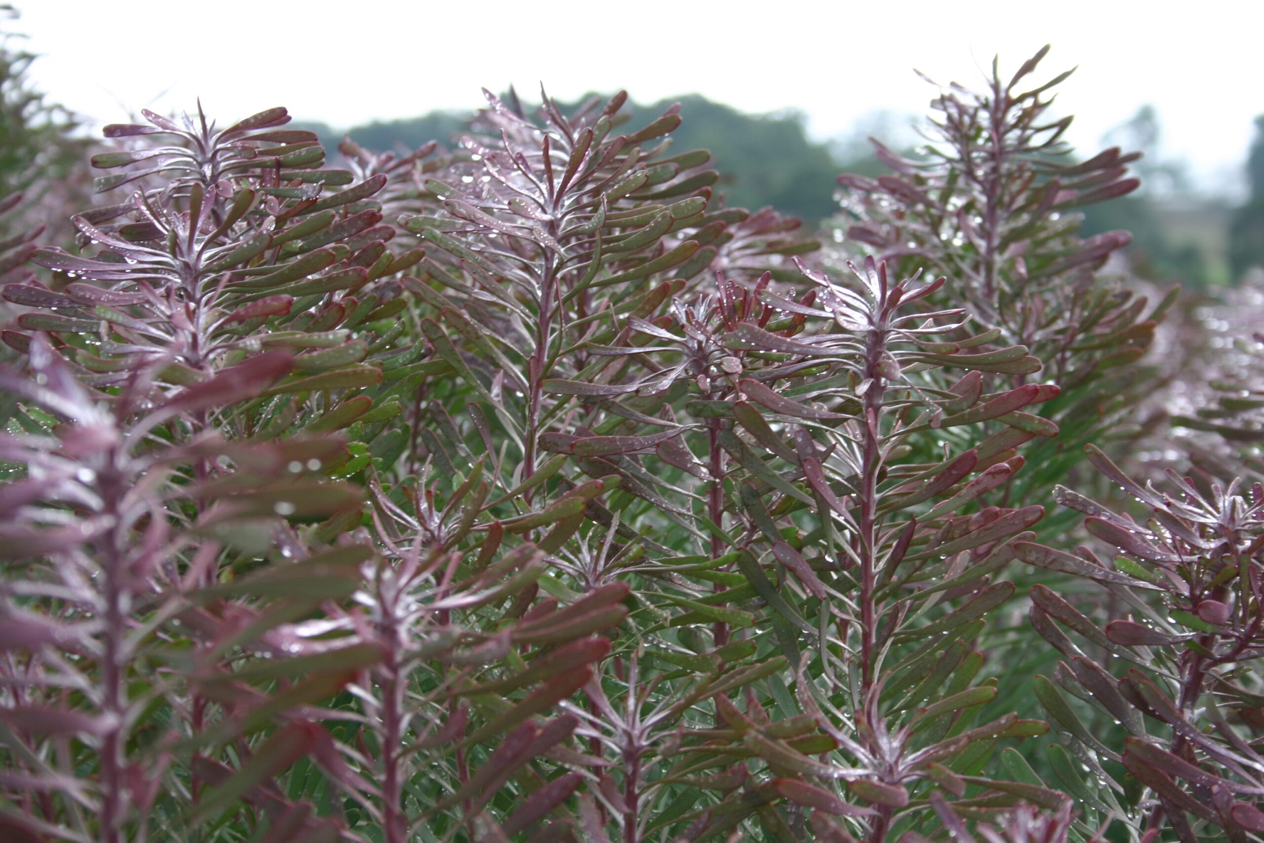 Leucadendron Purple Haze
