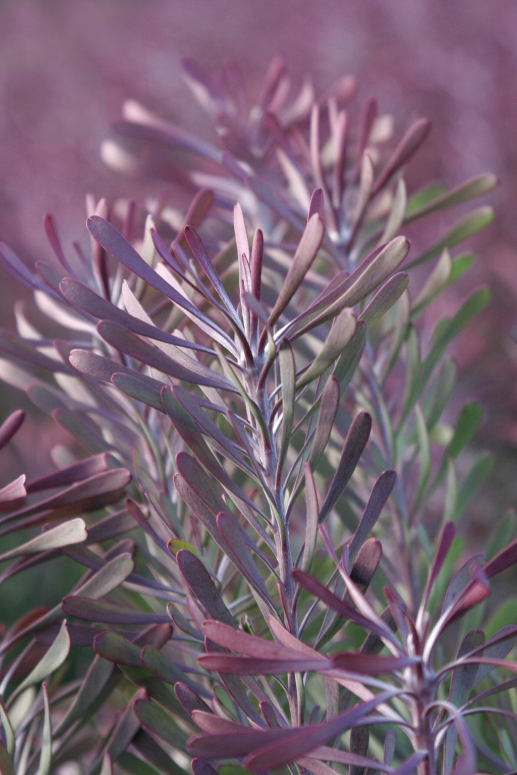 Leucadendron Purple Haze
