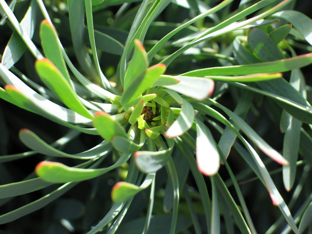 Leucadendron Purple Haze